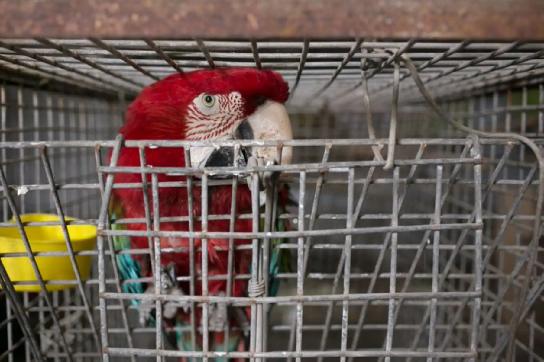 Autoridades peruanas decomisaron 79,025 animales silvestres vivos en periodo 2000-2017, informó el Serfor. ANDINA/Difusión
