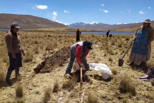 Puno: impulsan recuperación de praderas y mejor captación de agua en San Antonio y Lampa