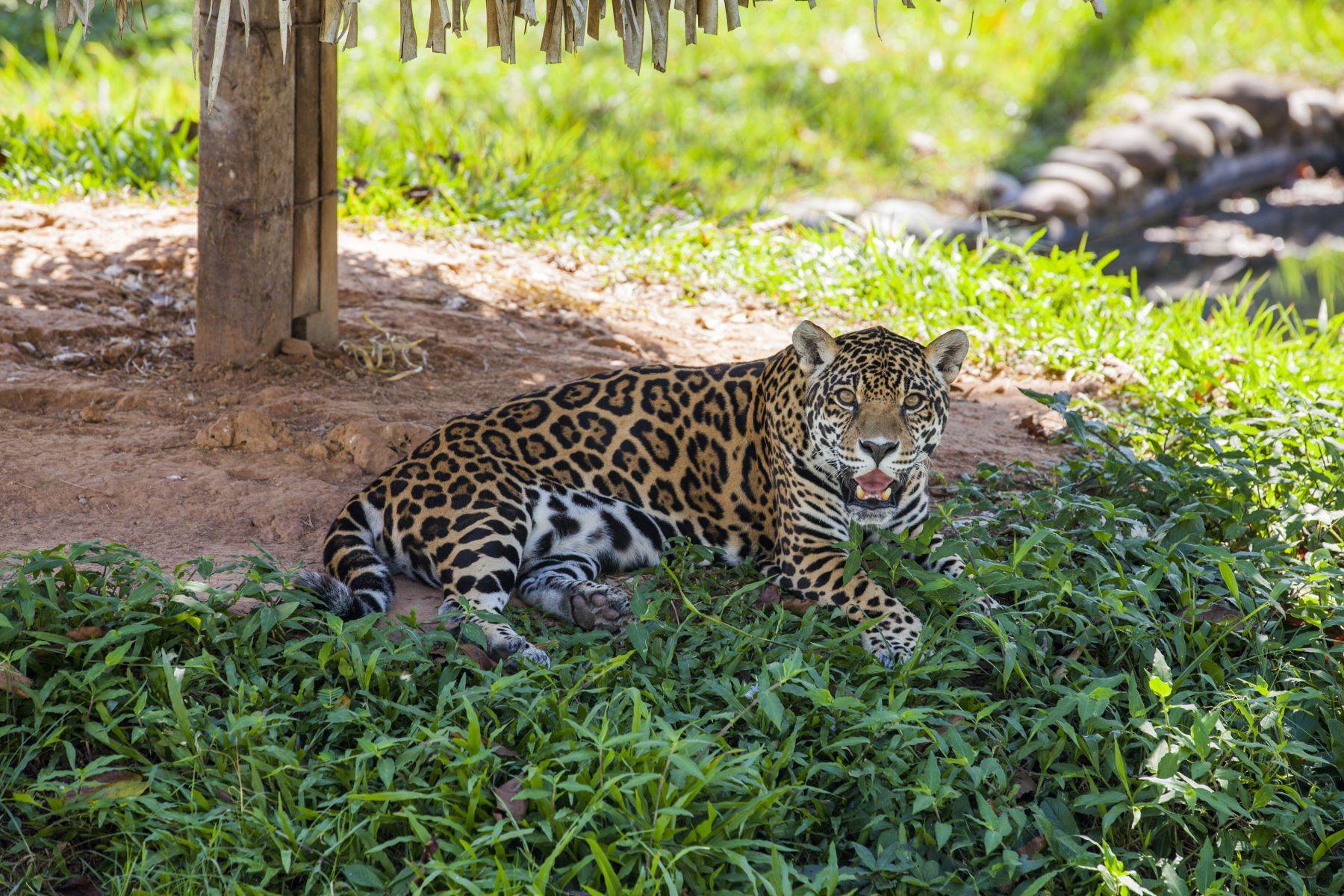 Diez países de América se unen y presentan Plan Jaguar 2030 para conservación de esta especie. ANDINA/Difusión