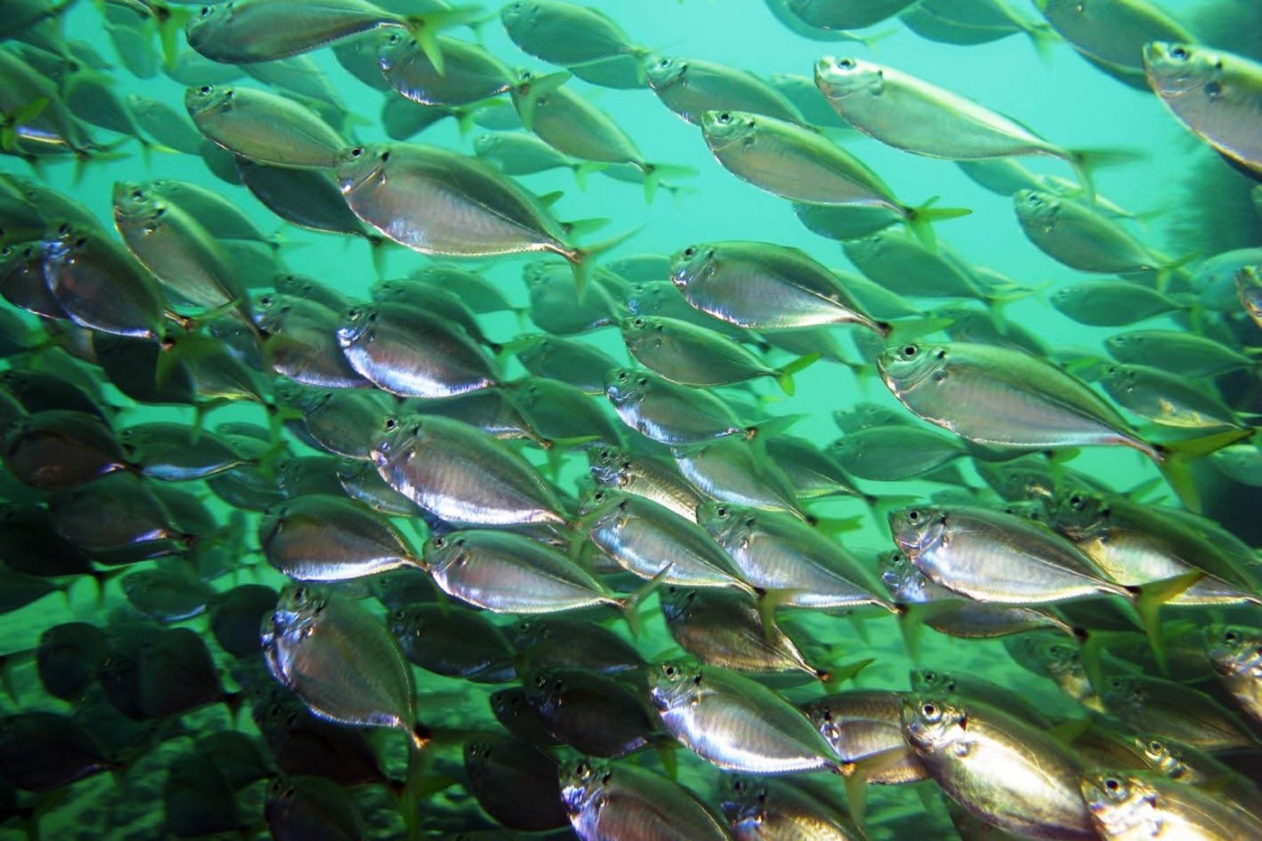Biodiversidad marina se redujo en 49% por sobrepesca y contaminación del plástico. Foto: ANDINA/Yuri Hooker