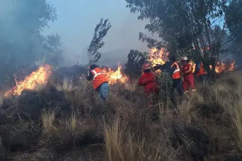 El Indeci informó que los incendios forestales registrados en Puno, Áncash y Cusco dejaron seis familias damnificadas y un herido. Fotos: ANDINA/Difusión