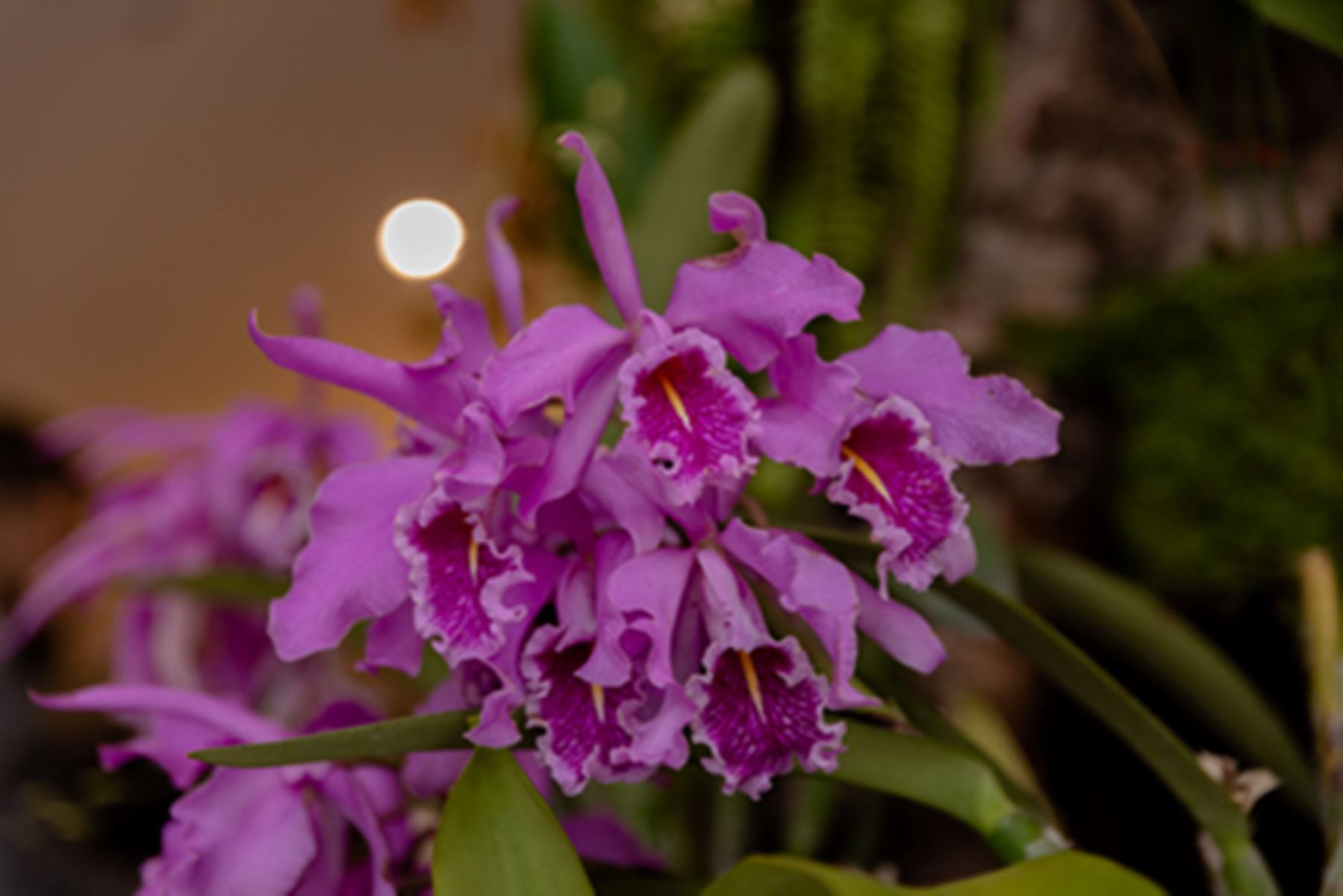 Más de 300 especies de orquídeas de las más de 2,600 que existen en el Perú se encuentran categorizadas como amenazadas.