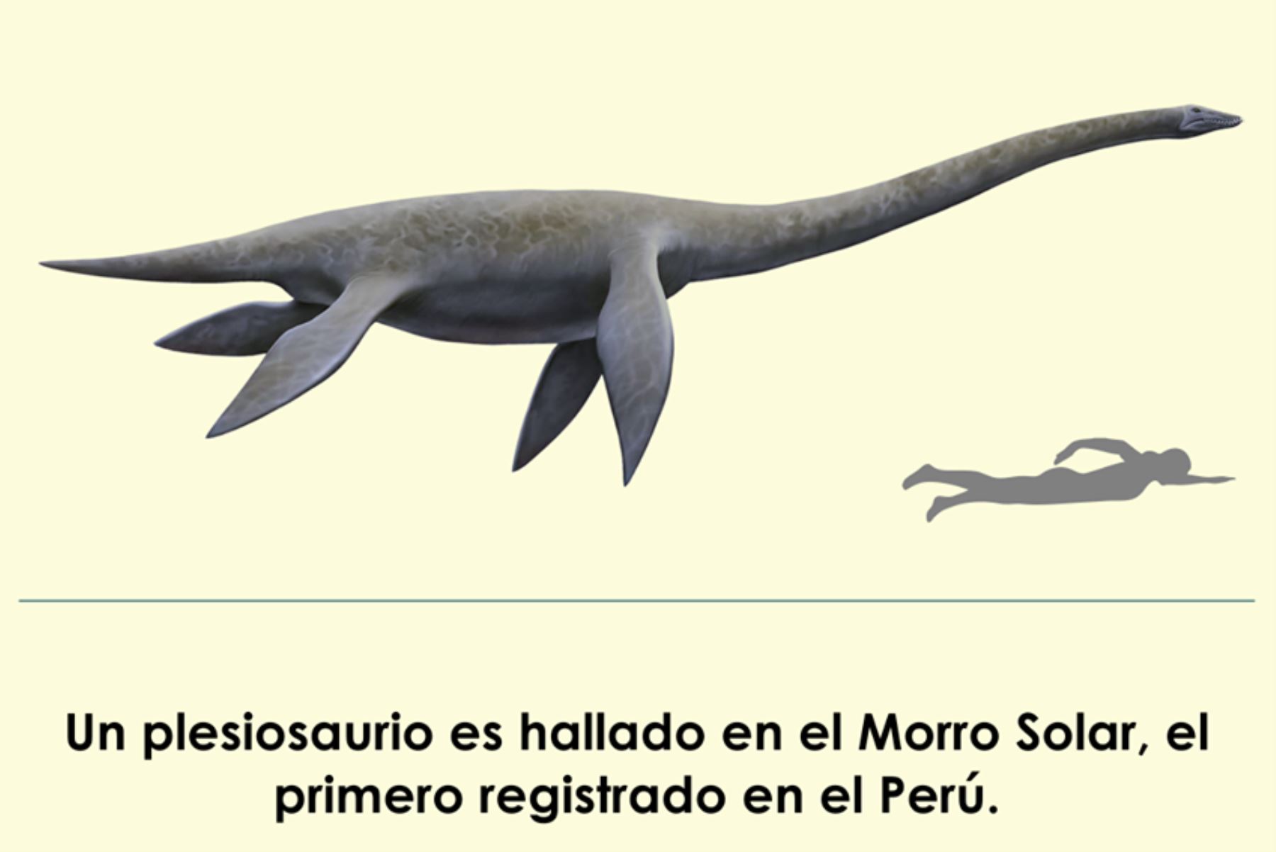 Hallan fósil de un plesiosaurio en el Morro Solar, el primero registrado en el Perú. Foto: ANDINA/Difusión.