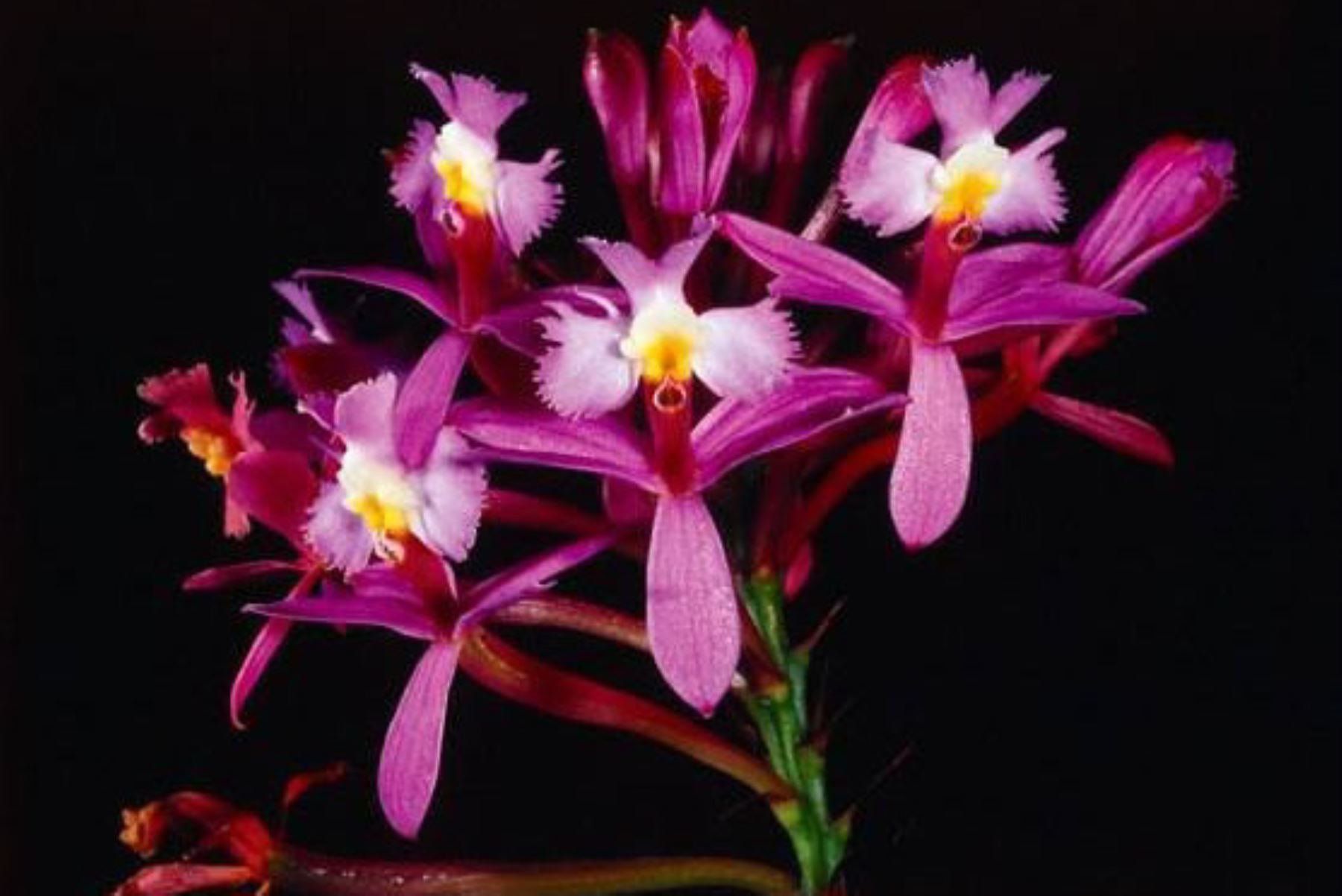 En el Perú hay más de 300 especies de orquídeas que se encuentran categorizadas como amenazadas, 62 están en peligro crítico, 19 en peligro y 220 vulnerables