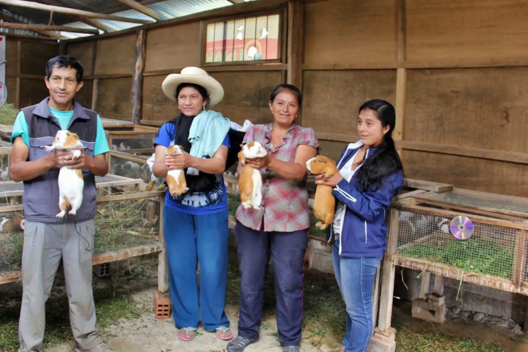 Familias rurales emprenden negocios de crianza de cuy con asistencia técnica y financiamiento del proyecto Haku Wiñay del Foncodes