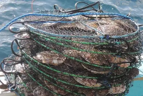 Acuicultura. ANDINA/Difusión