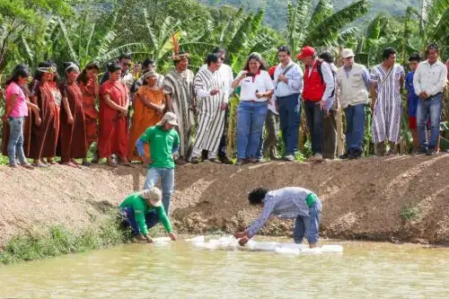 Autoridades verifican implementación de estanques piscícolas en comunidad de Shimabenzo
