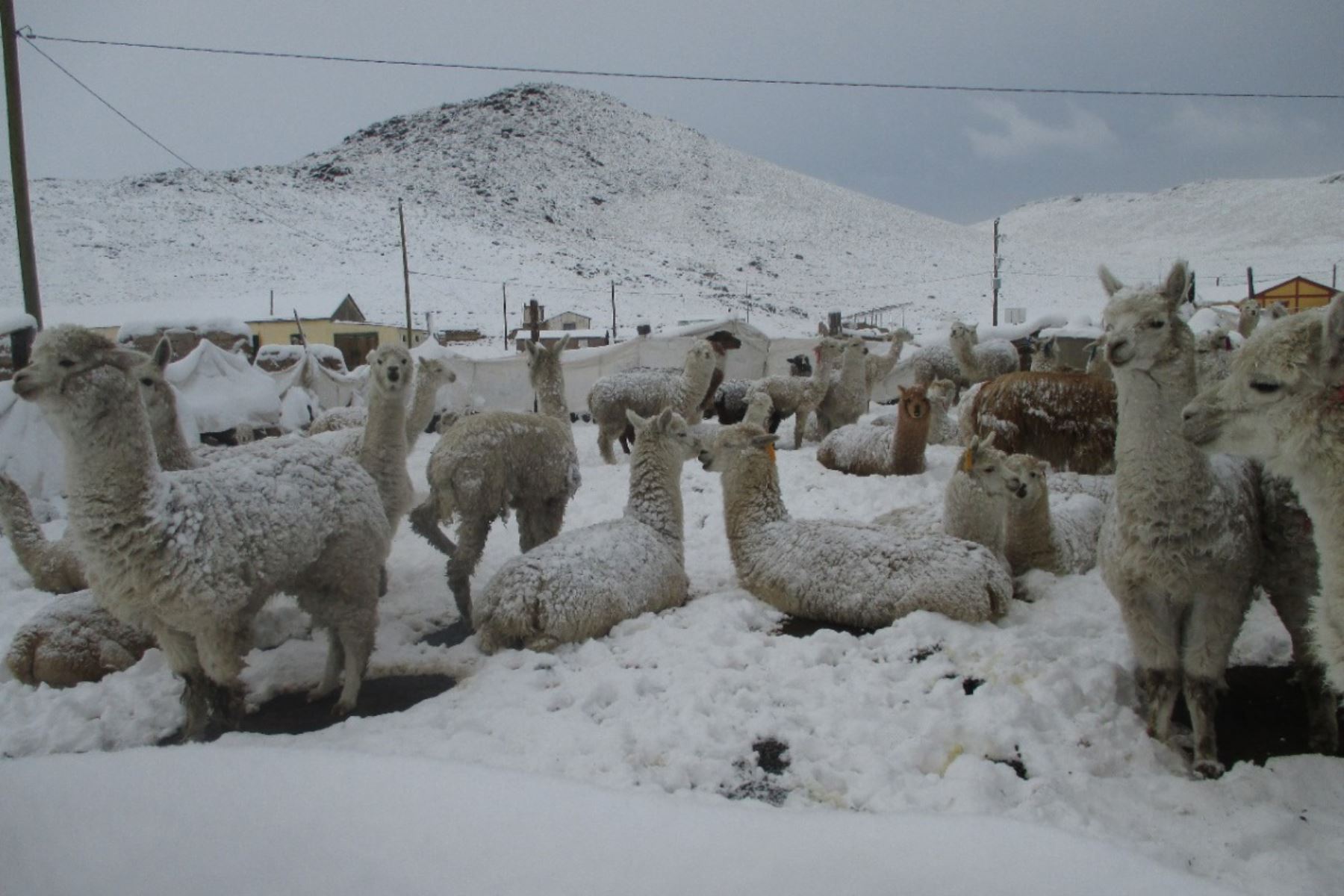 El Senamhi prevé acumulados de nieve próximos a los 8 centímetros por día en zonas por encima de los 4000 metros de altura y granizo de forma aislada en localidades sobre los 3000 metros de altura.ANDINA/Difusión