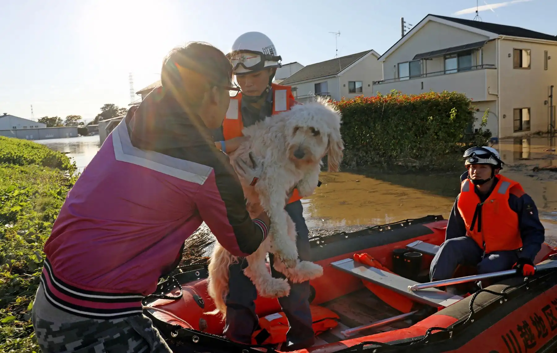 Bomberos evacuan a un perro de una zona inundada en Kawagoe, prefectura de Saitama, un día después de que el tifón Hagibis barriera el centro y este de Japón. Foto: AFP