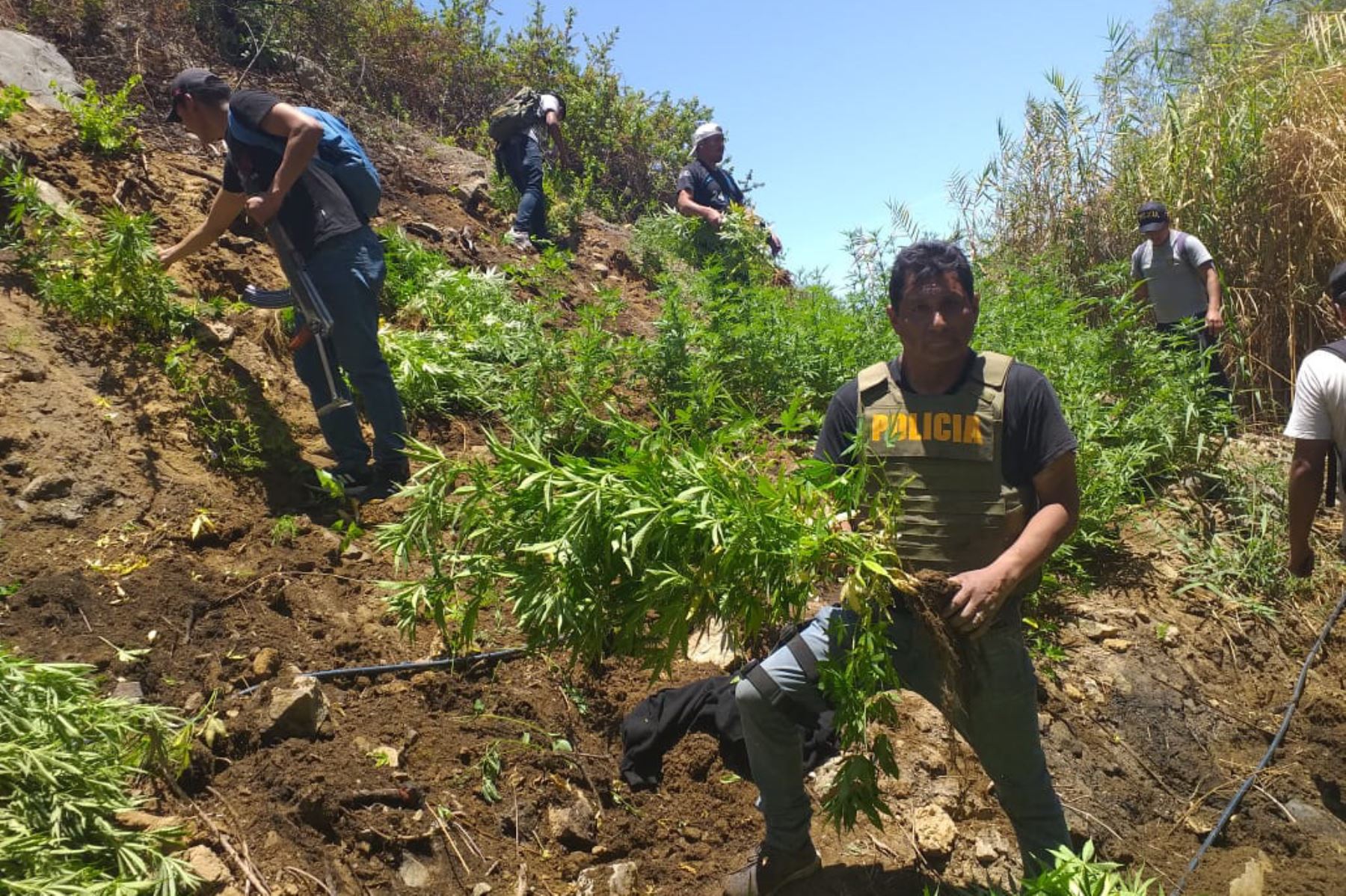 Efectivos de la PNP decomisaron e incineraron 3,520 plantones de marihuana en la quebrada de Carricillo, región Áncash,