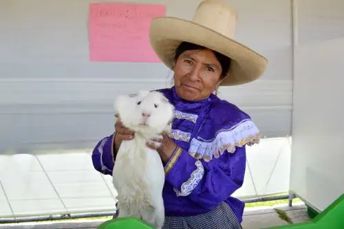Reconocida desde tiempos ancestrales como un alimento de delicioso sabor e infaltable en las festividades regionales, la carne de cuy se ha encumbrado en el actual contexto de pandemia como un alimento altamente nutritivo y un aliado clave para fortalecer las defensas del organismo y recuperarse después de padecer el covid-19, razón por la que aumentó significativamente su demanda en nuestro país. ANDINA/Difusión