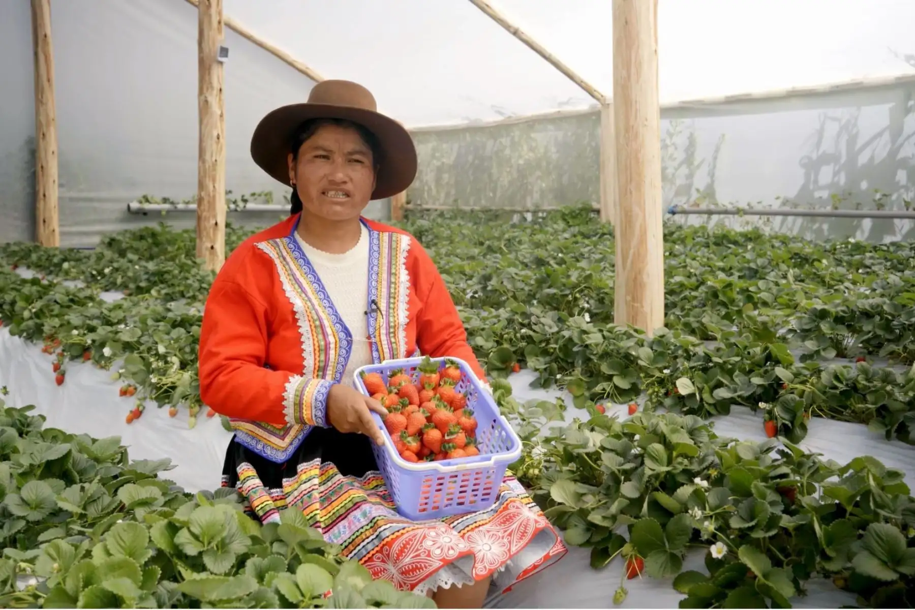 Más de 8,000 mujeres rurales se empoderan como líderes de cadenas productivas, gracias a proyectos impulsados por el INIA. ANDINA/Difusión