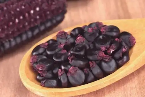 El maíz morado es oriundo del Perú. Su coronta y granos son de un color morado intenso, y se cultiva desde tiempos prehispánicos. ANDINA/Difusión