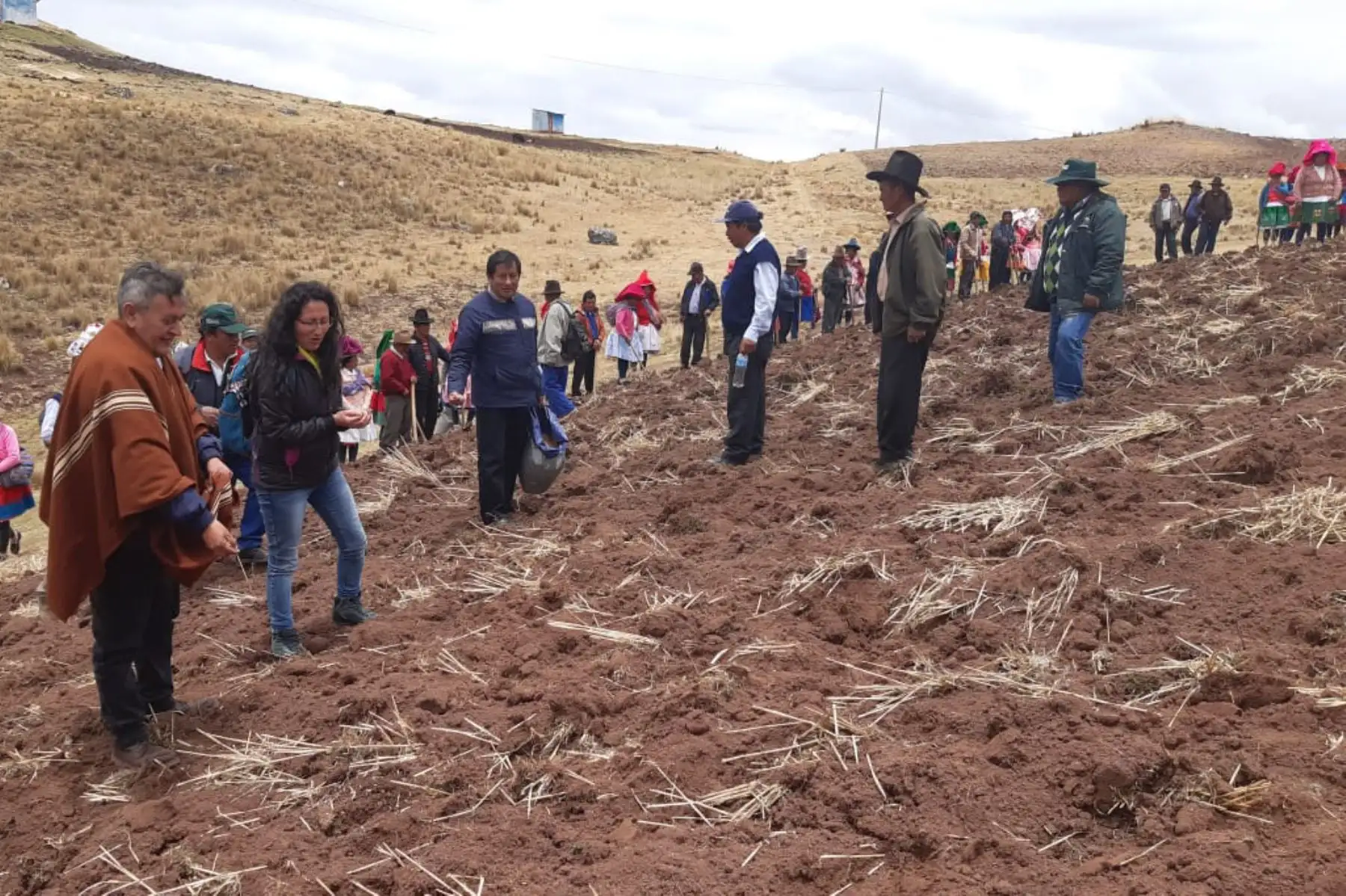 Áncash: inician siembra de 2,337 has de pastos para mejorar producción agropecuaria