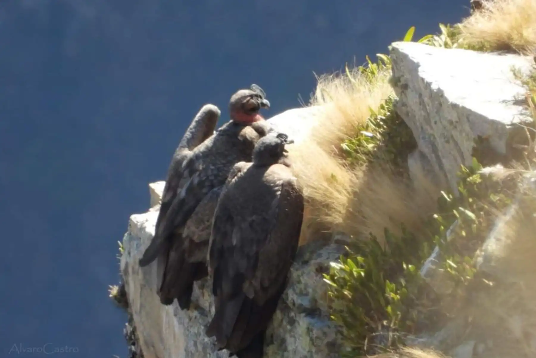 En lo que se ha convertido en un espectáculo natural, se ha avistado una camada de cóndores juveniles aprendiendo a volar con sus padres.