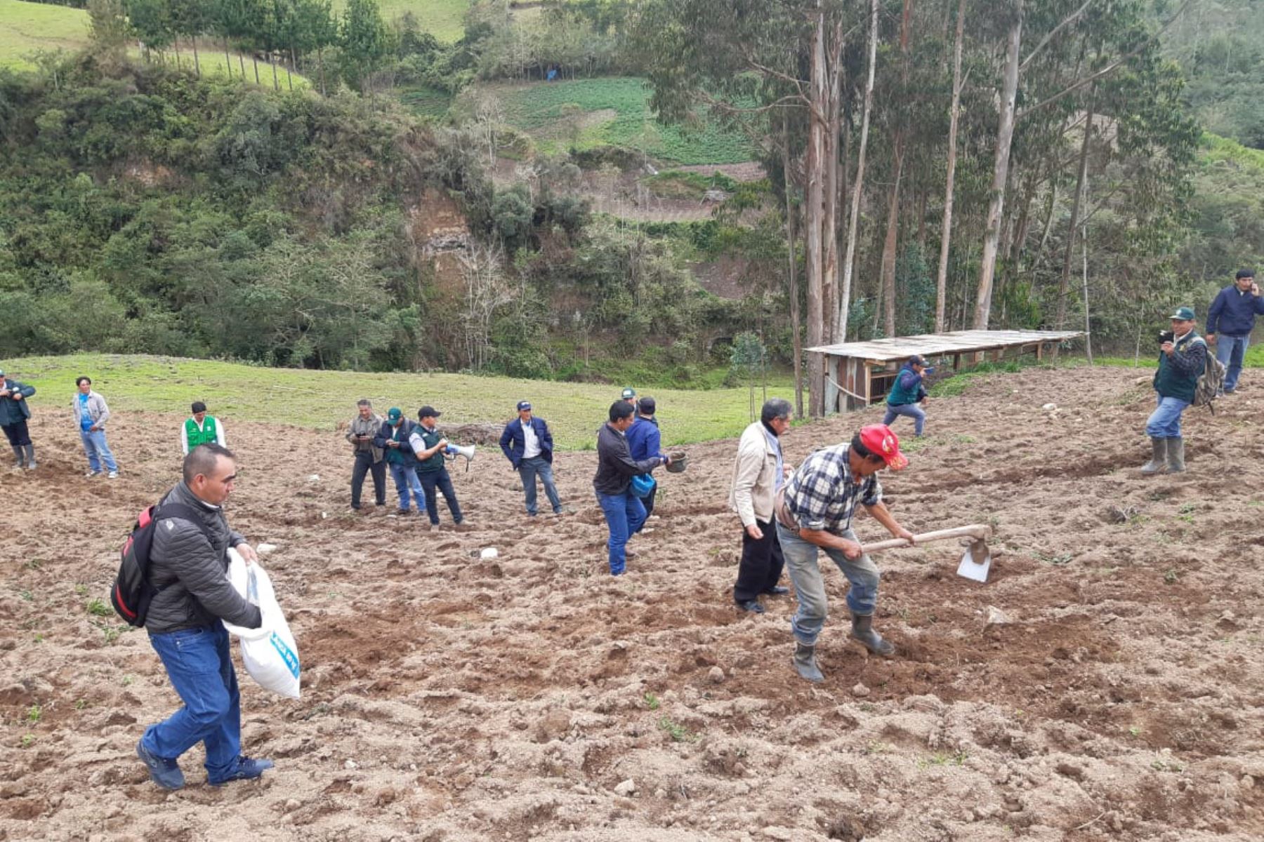 Ministerio de Agricultura inicia campaña de siembra de pastos en las regiones Amazonas y Moquegua. ANDINA/Difusión