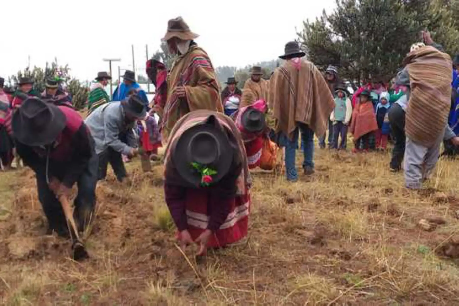 Ministerio del Ambiente impulsa la recuperación de variedades de papas nativas en comunidades de Apurímac y Huancavelica. ANDINA/Difusión