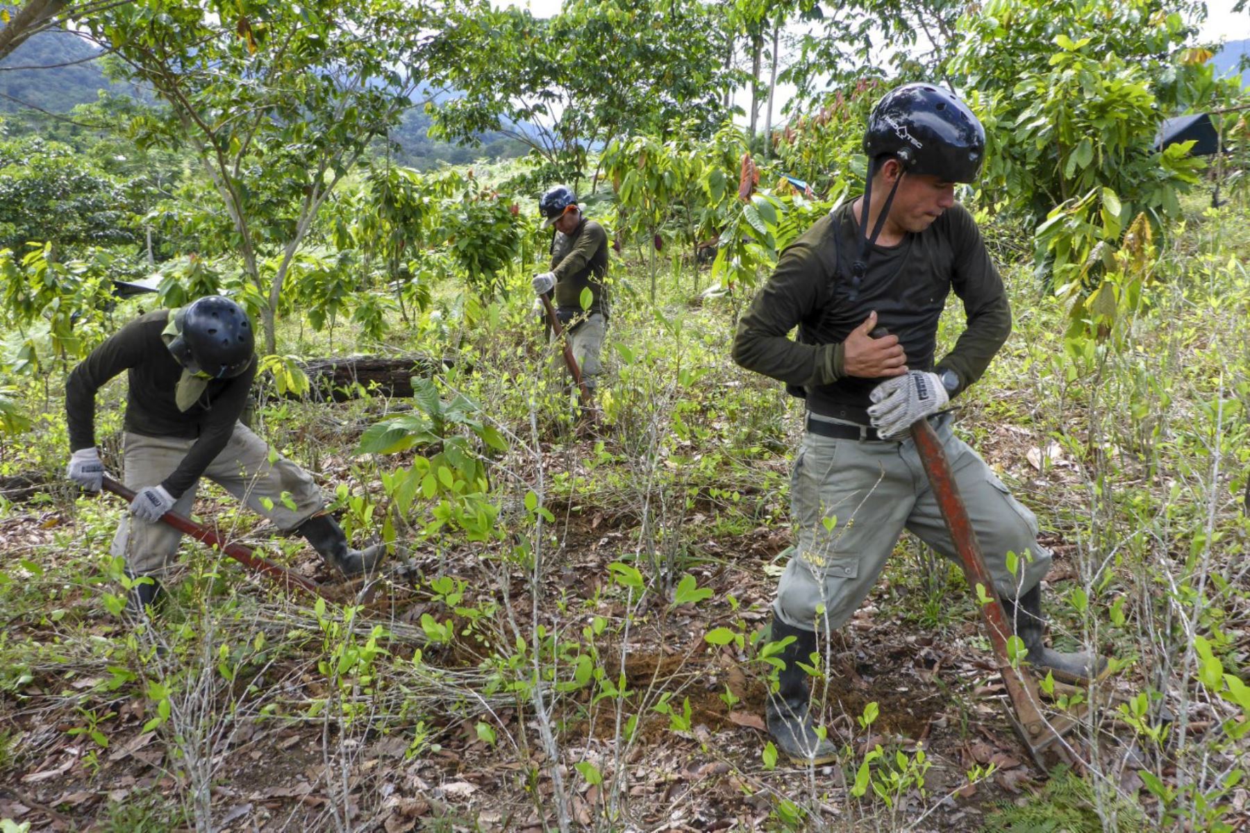 Mininter: se erradicó cerca de 8000 hectáreas de hoja de coca en los últimos cuatro meses