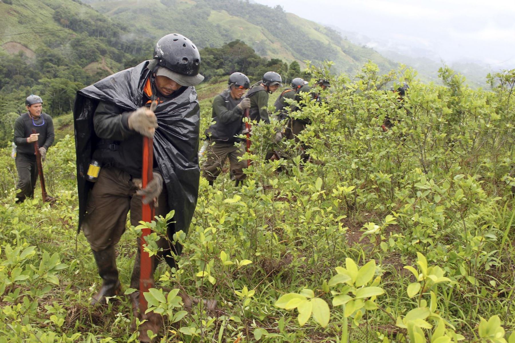 Ministro Chávarry: Proyecto Corah erradicó más de 5 mil hectáreas de hoja de coca