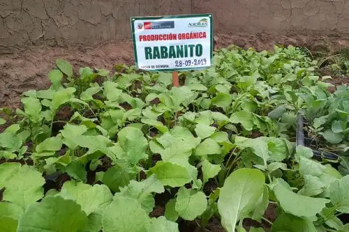 Comuneros del distrito de Huacullani en la región Puno mejoran producción agrícola gracias a fitotoldos implementados por el Minagri