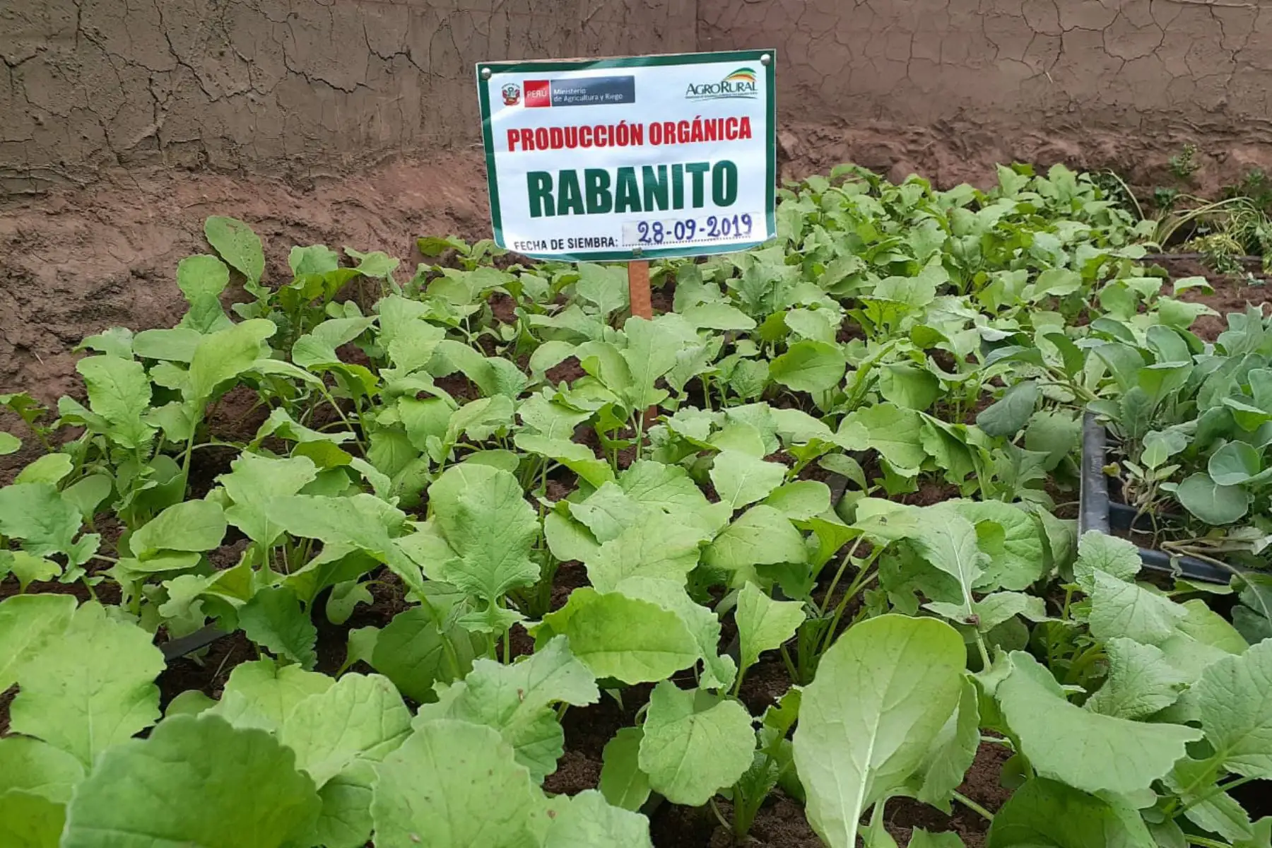 Comuneros del distrito de Huacullani en la región Puno mejoran producción agrícola gracias a fitotoldos implementados por el Minagri