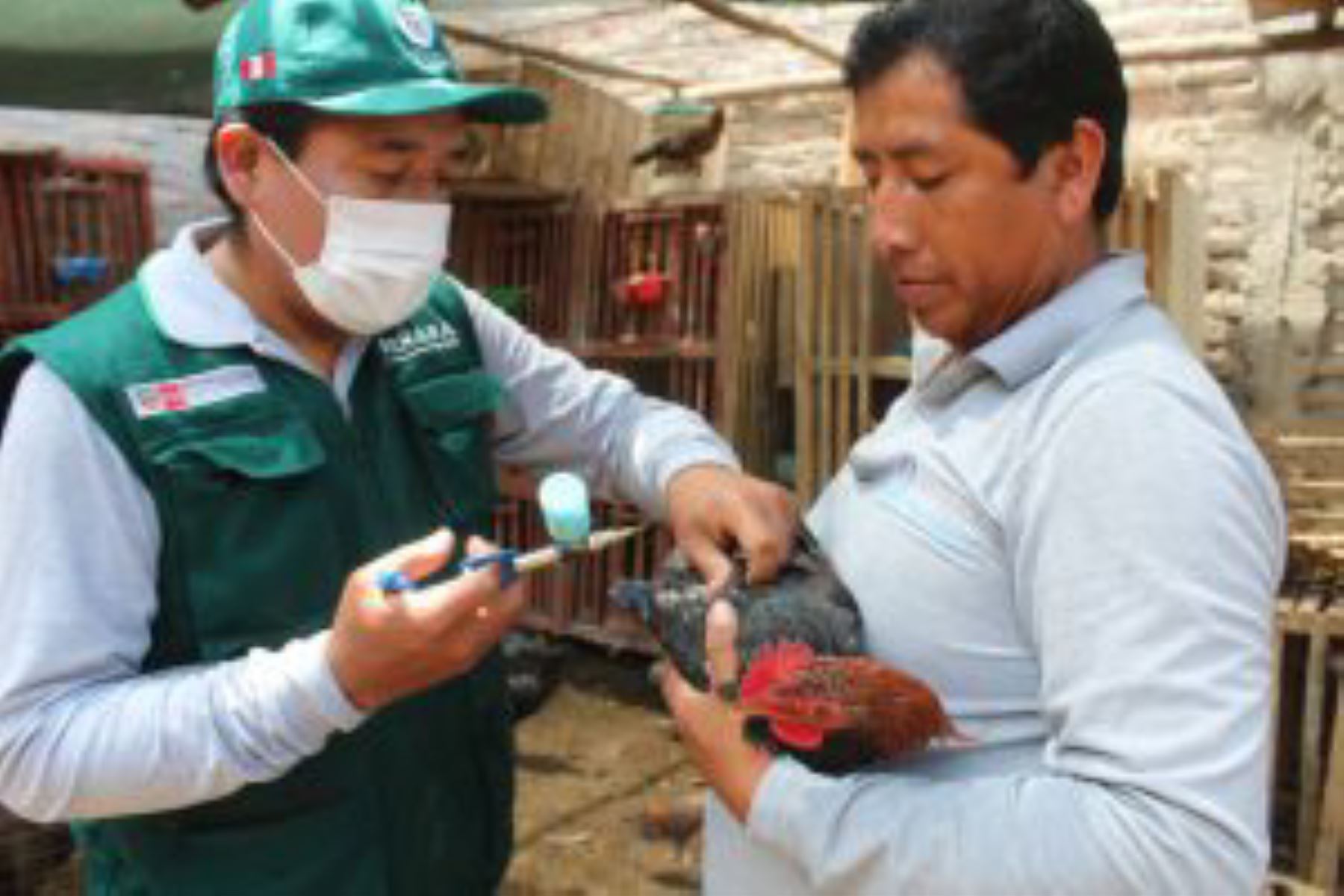 Arequipa: más de 4,500 productores avícolas beneficiados con vacunación contra enfermedad de Newcastle