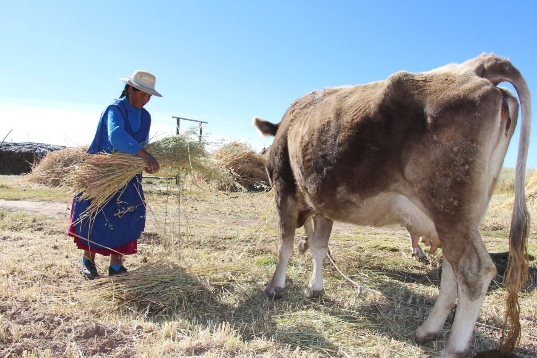 Programa de Pastos y Forrajes del Minagri registra aumento en más de 20,000 productores beneficiados