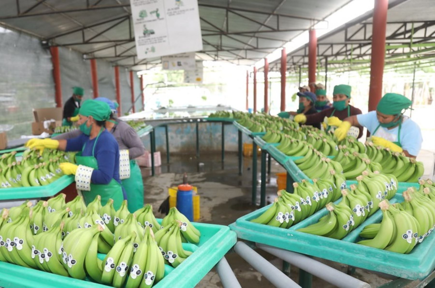 Banano orgánico peruano para exportación. Foto: Cortesía.