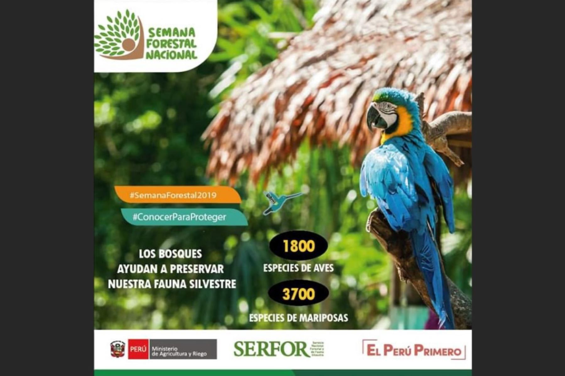 Perú celebra Semana Forestal Nacional.