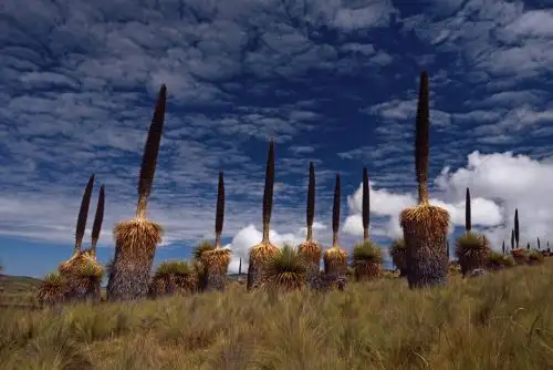 El Santuario Nacional de Calipuy, que tiene como uno de sus principales atractivos a la puya de Raimondi, está ubicado en la provincia de Santiago de Chuco, región La Libertad.