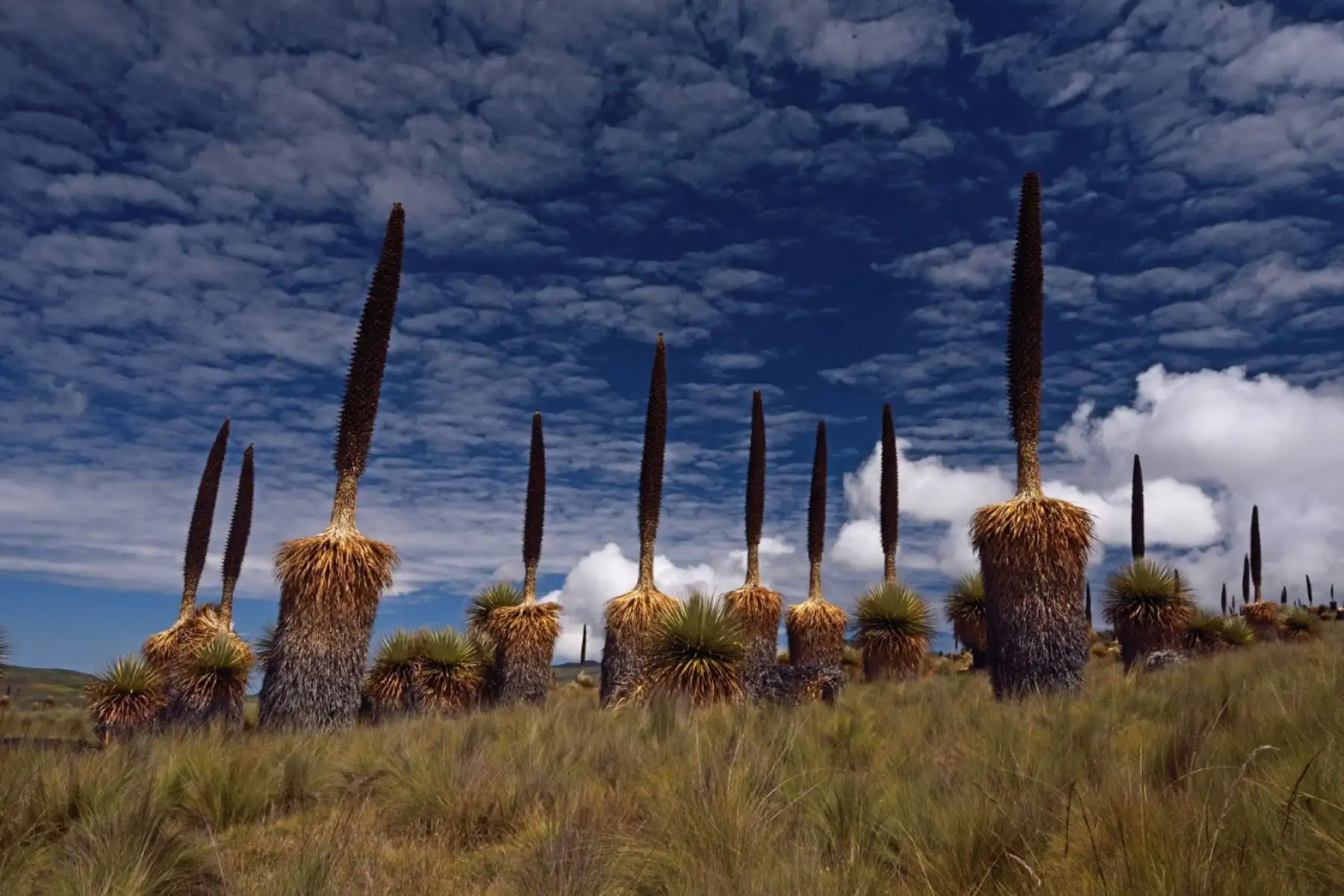 El Santuario Nacional de Calipuy, que tiene como uno de sus principales atractivos a la puya de Raimondi, está ubicado en la provincia de Santiago de Chuco, región La Libertad.