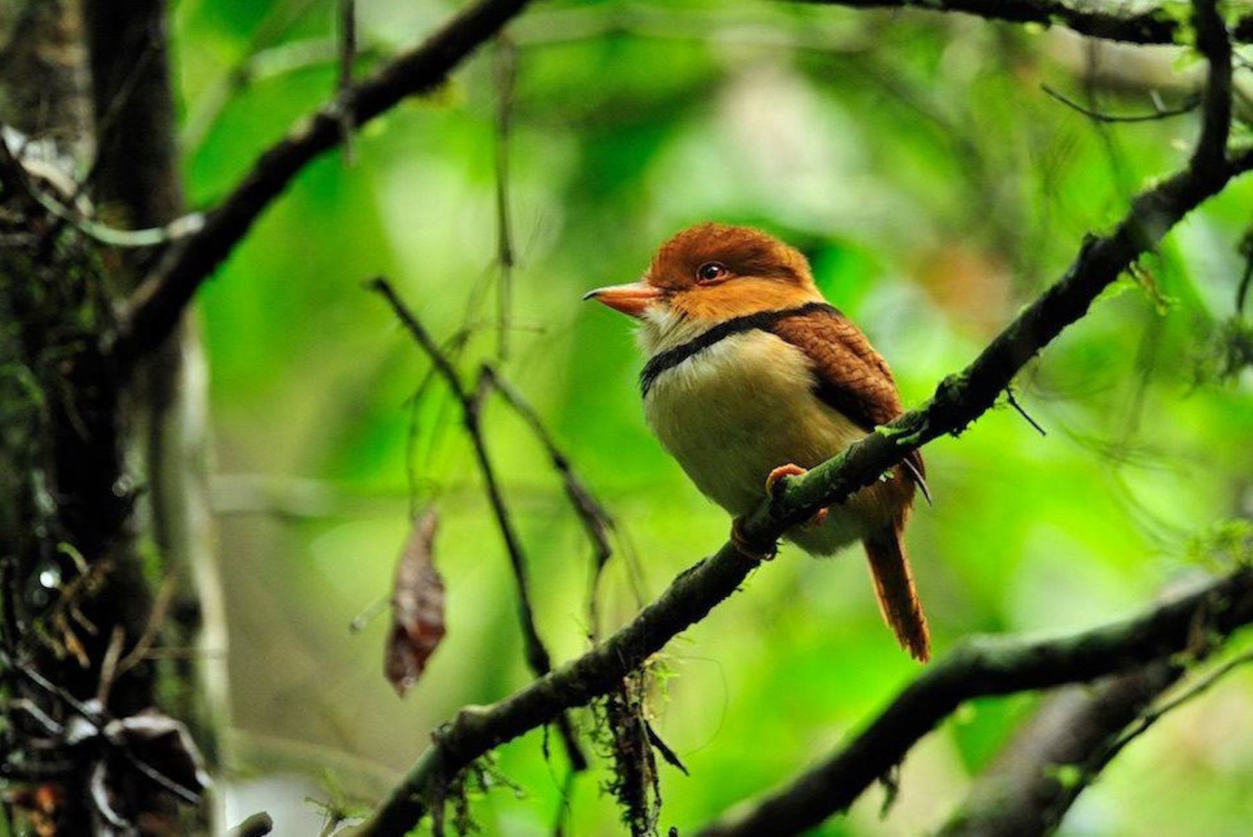 Pucallpa será sede del Primer Festival de Observación de Aves Amazónico