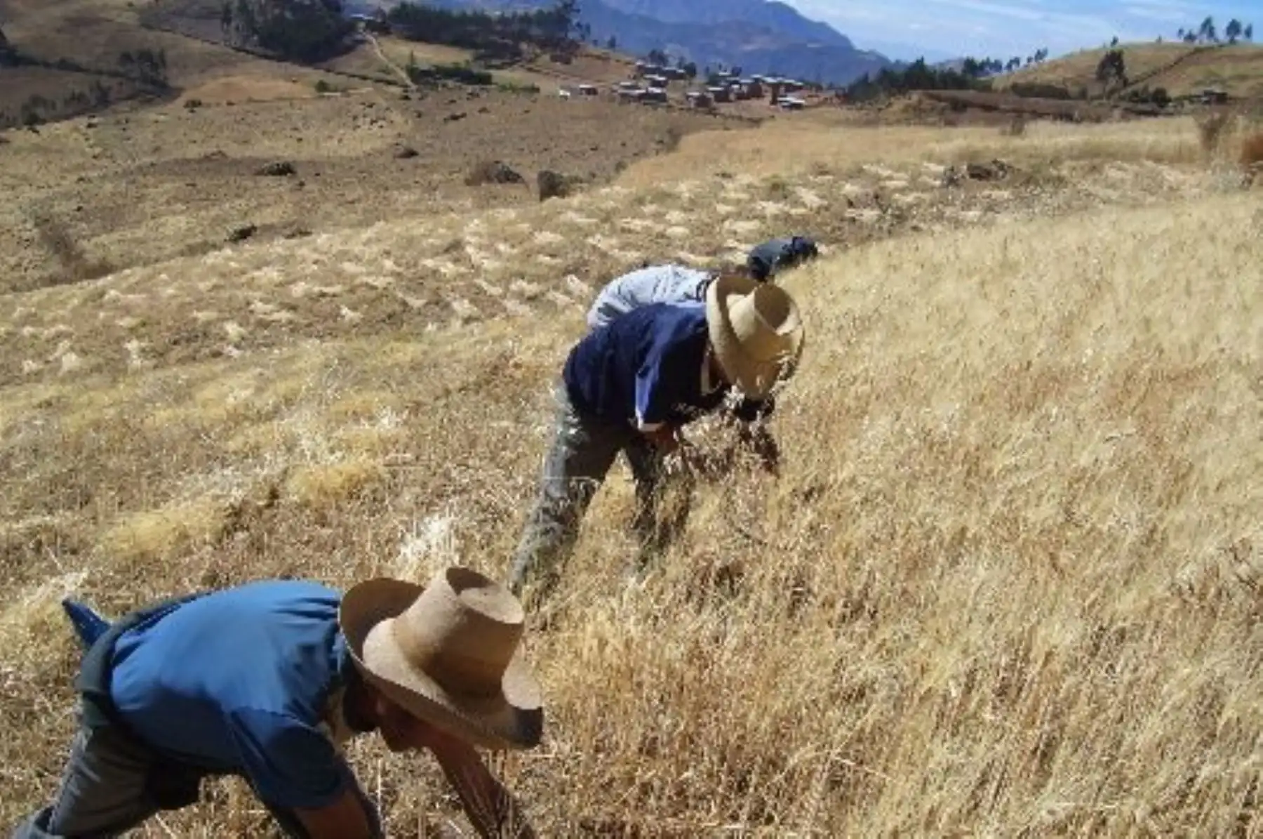 agricultura