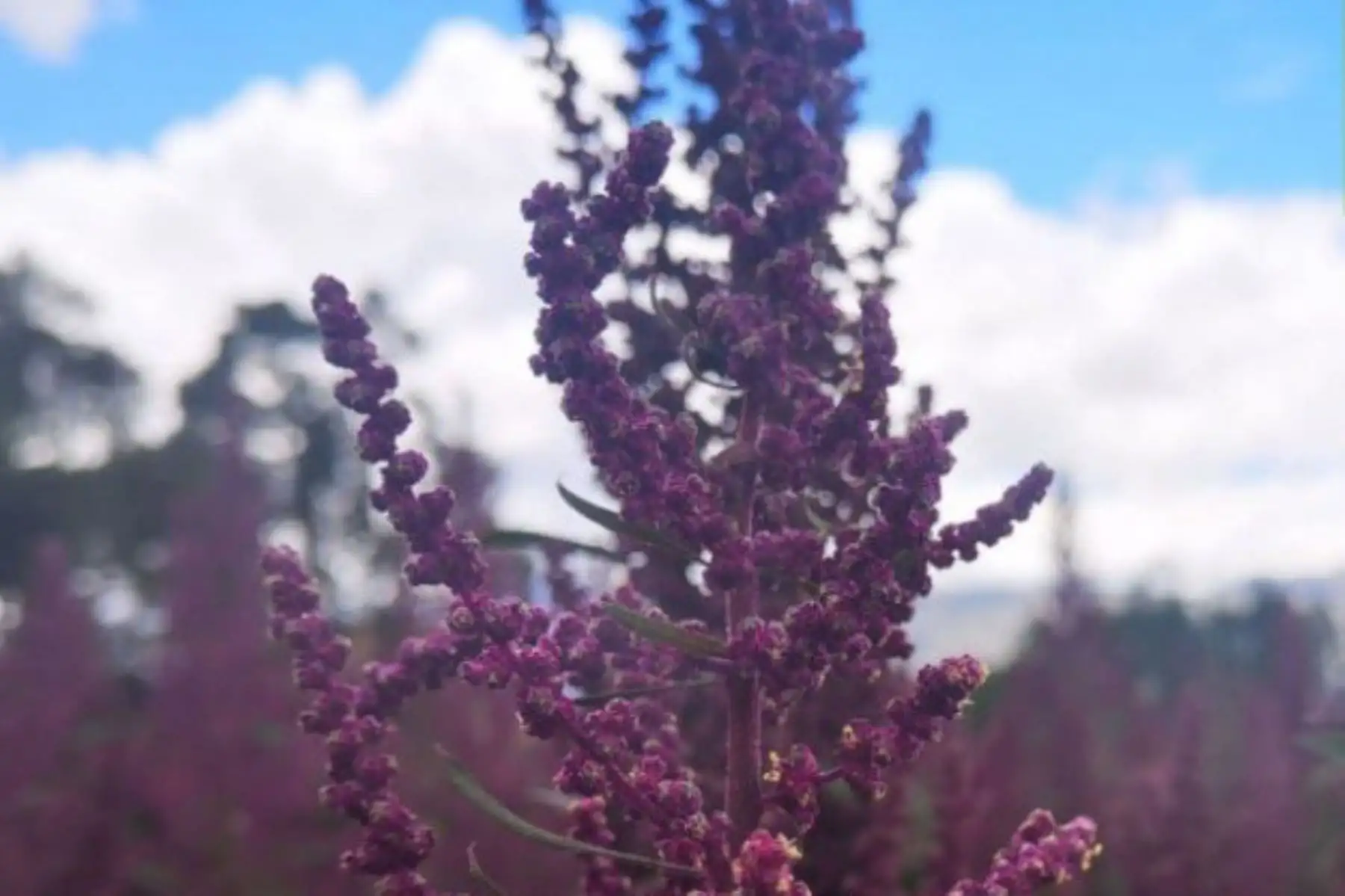 El Ministerio de Agricultura y Riego (Minagri), a través del Instituto Nacional de Innovación Agraria (INIA), lanzó una nueva variedad de quinua, llamada “Roja del norte”, que contiene altas cantidades de omega 3 y 6 que contribuye a mejorar la nutrición de la población.