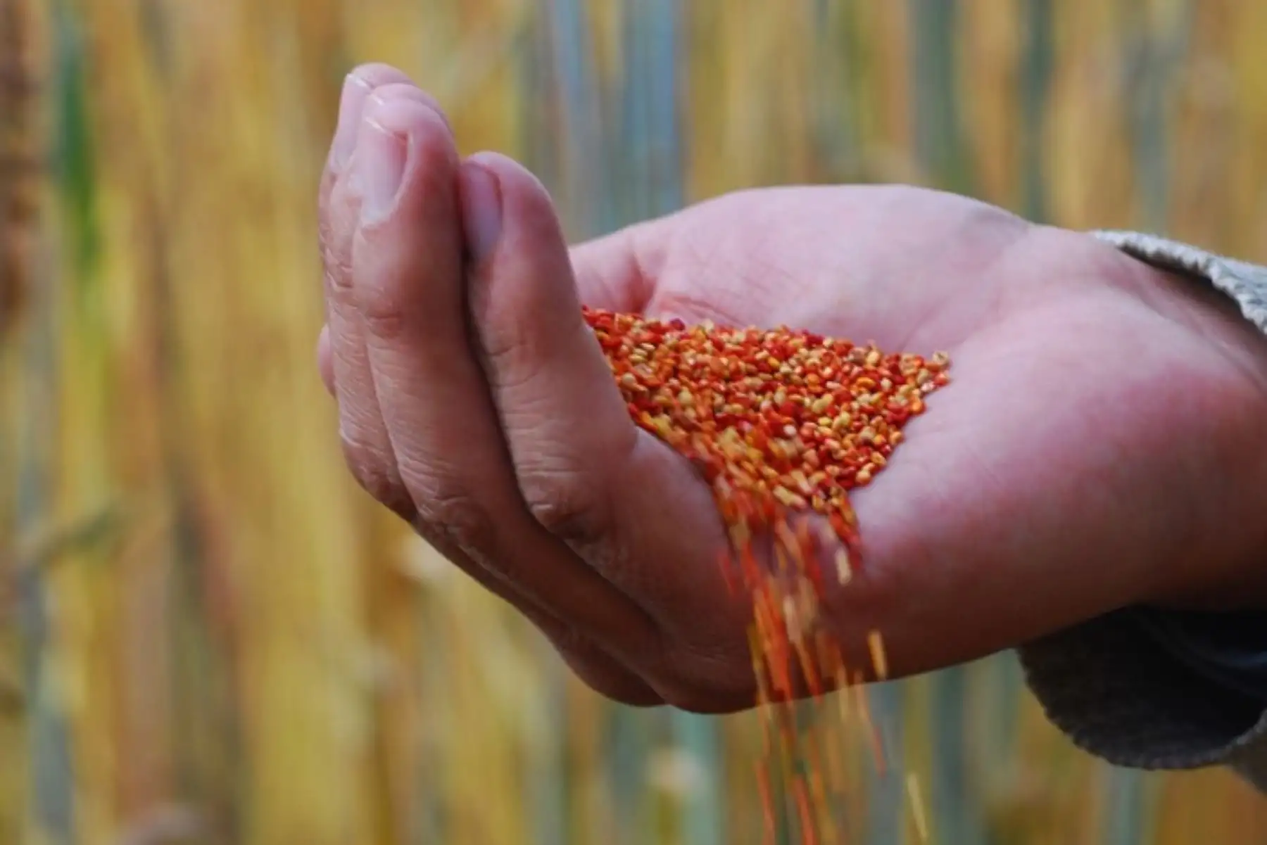 Un total de 40 toneladas de quinua orgánica exportaron a los mercados de Francia y Bélgica, más de 600 pequeños productores de este grano andino que pertenecen al distrito de Sartimbamba, en la región de La Libertad, y beneficiarios de Sierra y Selva Exportadora .