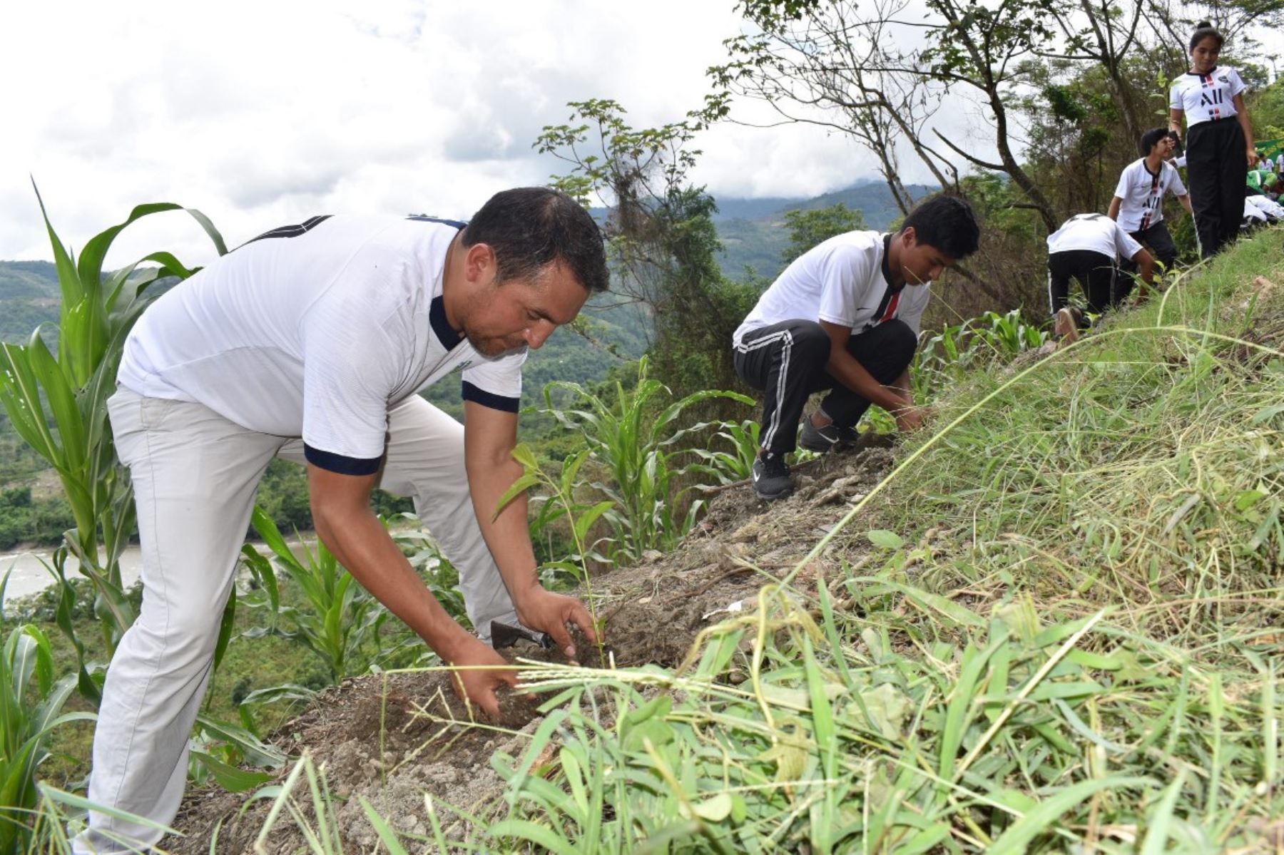 Ayacucho: Devida y municipio de Anco reforestan suelos degradados por cultivos ilícitos