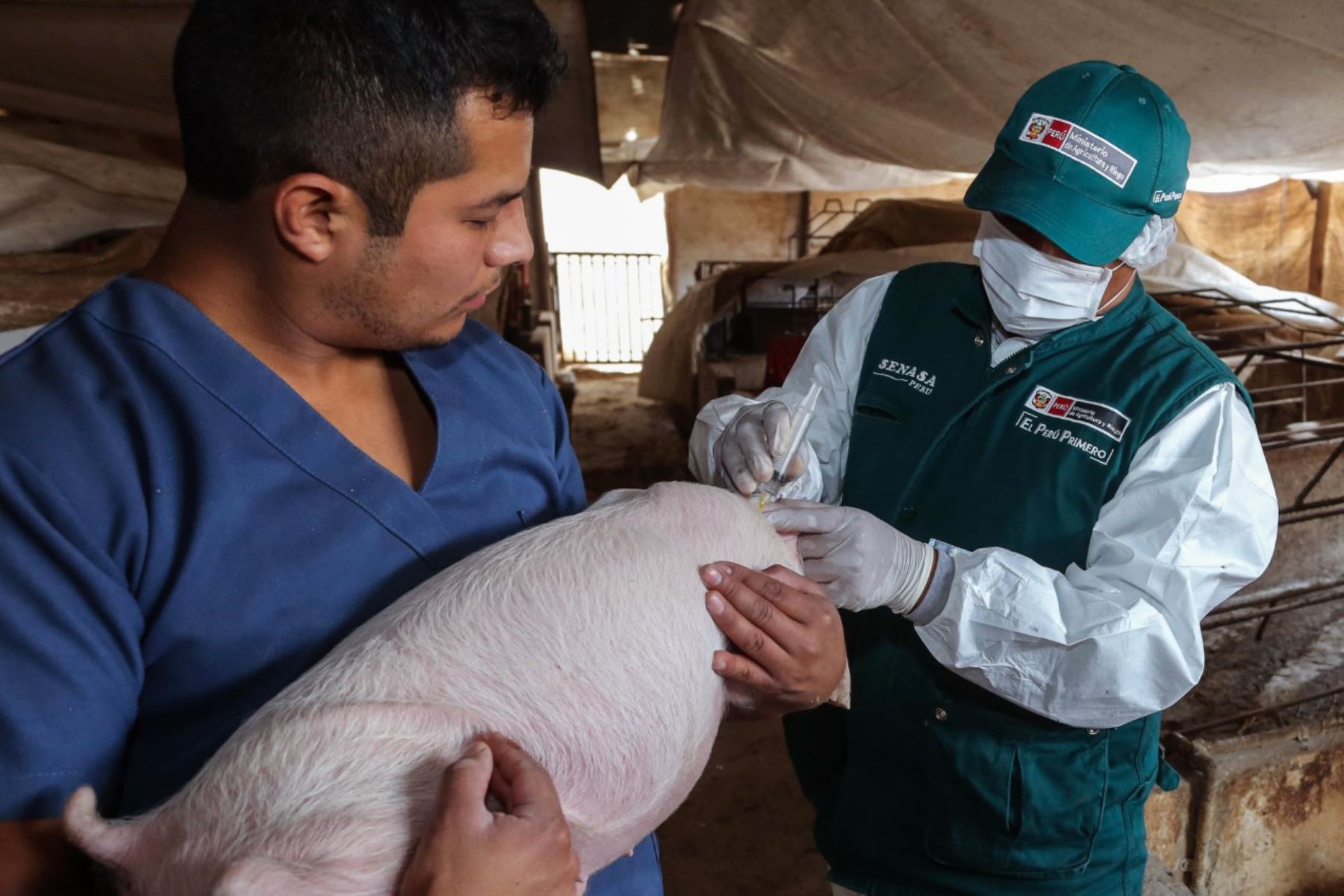 El Ministerio de Agricultura y Riego (Minagri) proyecta vacunar 3 millones 400,000 cerdos en todo el país contra la peste porcina clásica.