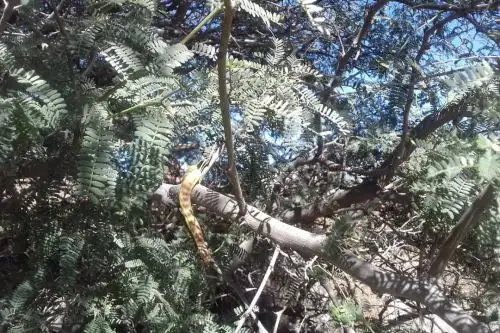 El árbol de yaro crece en la campiña de Arequipa y, en la Semana Forestal Nacional, se instalarán unos 1,500 plantones en los distritos de Yarabamba y Quequeña.