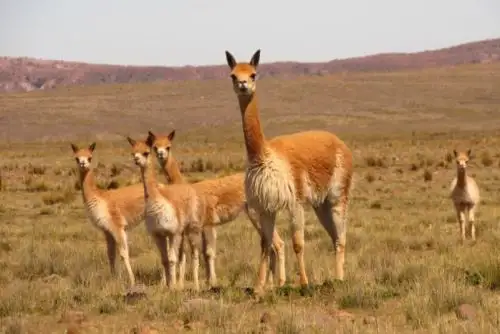 Día Nacional de la Vicuña. ANDINA/Difusión