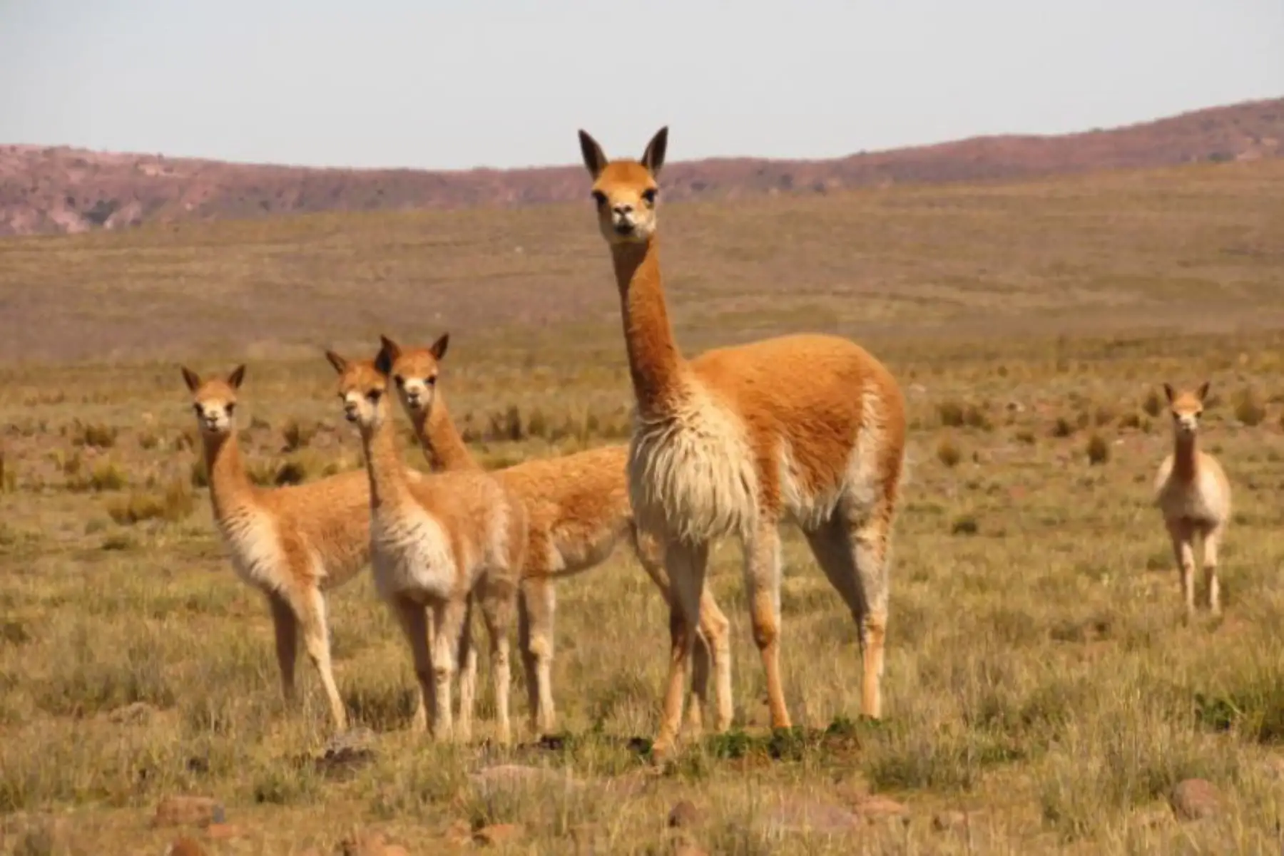 El aprovechamiento sostenible de la vicuña puede ayudar a las comunidades del interior del país a beneficiarse económicamente y salir de la pobreza, sostuvo el director ejecutivo del Servicio Nacional Forestal y de Fauna Silvestre (Serfor), Alberto Gonzales-Zúñiga.