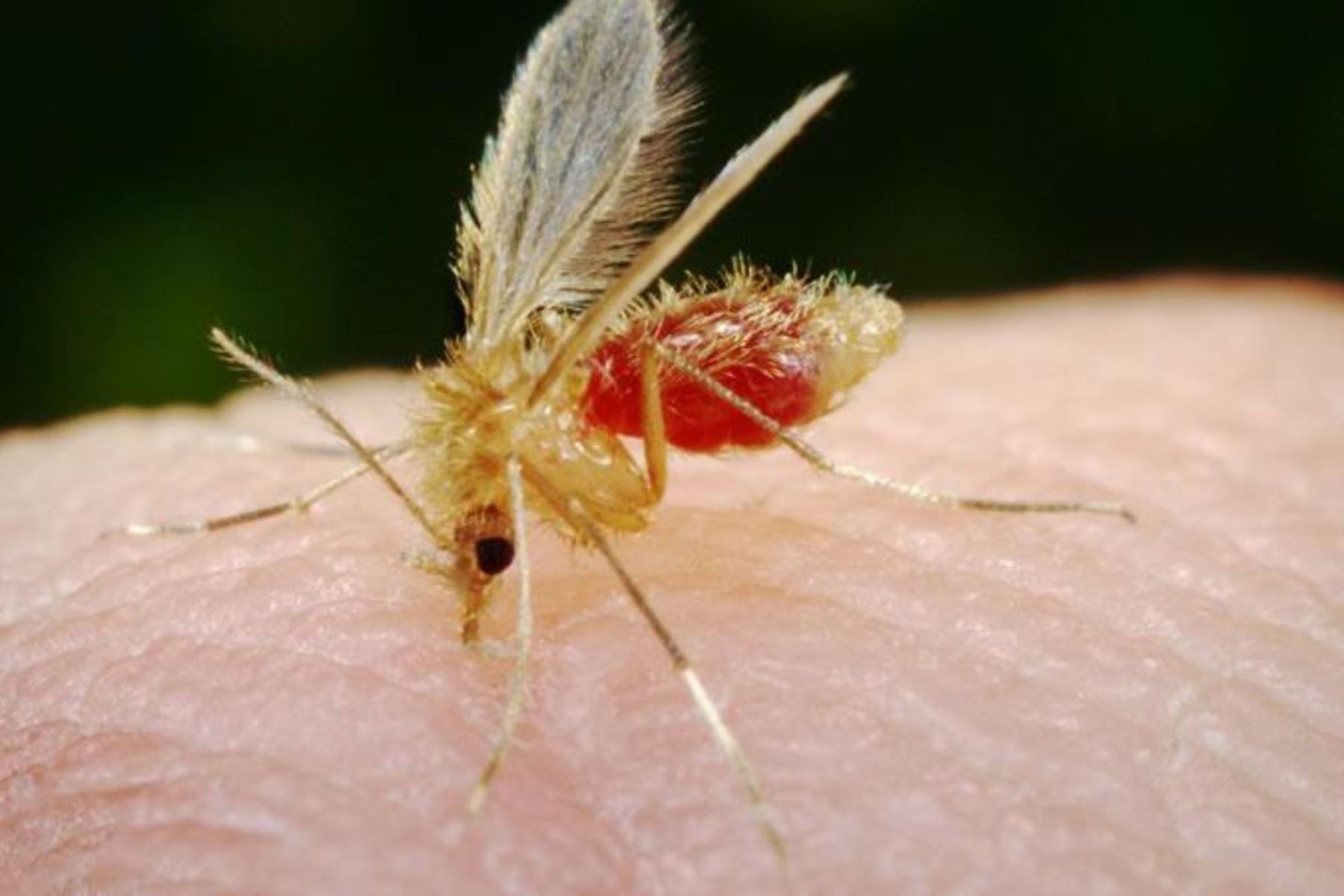Mosquito Lutzomyia SP, que transmite la leishmaniasis o uta.