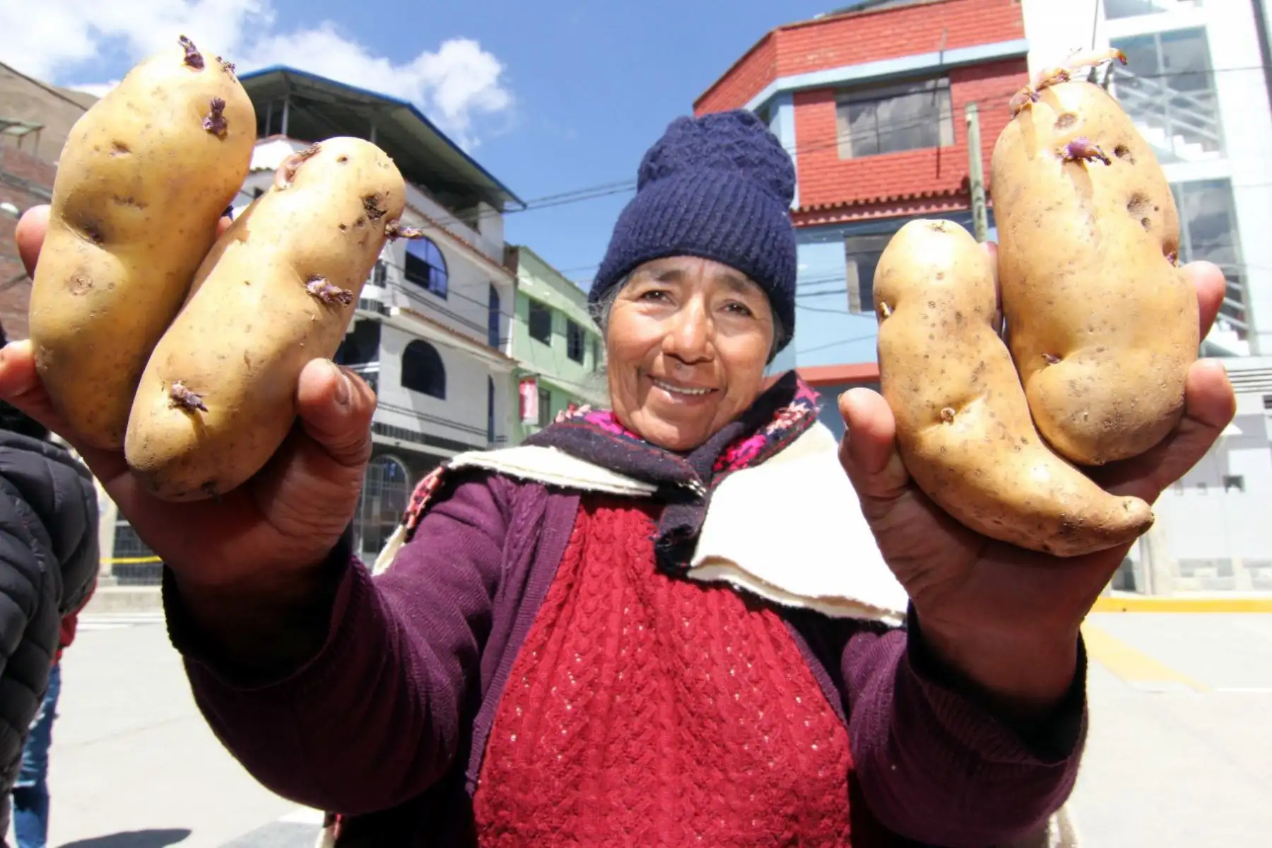 La papa nativa en la variedad “chaulina”, producida por usuarios del programa Pensión 65 de la región Pasco y que destaca por su alto contenido de hierro, será incorporada a la canasta de compras del Programa Nacional de Alimentación Escolar Qali Warma.