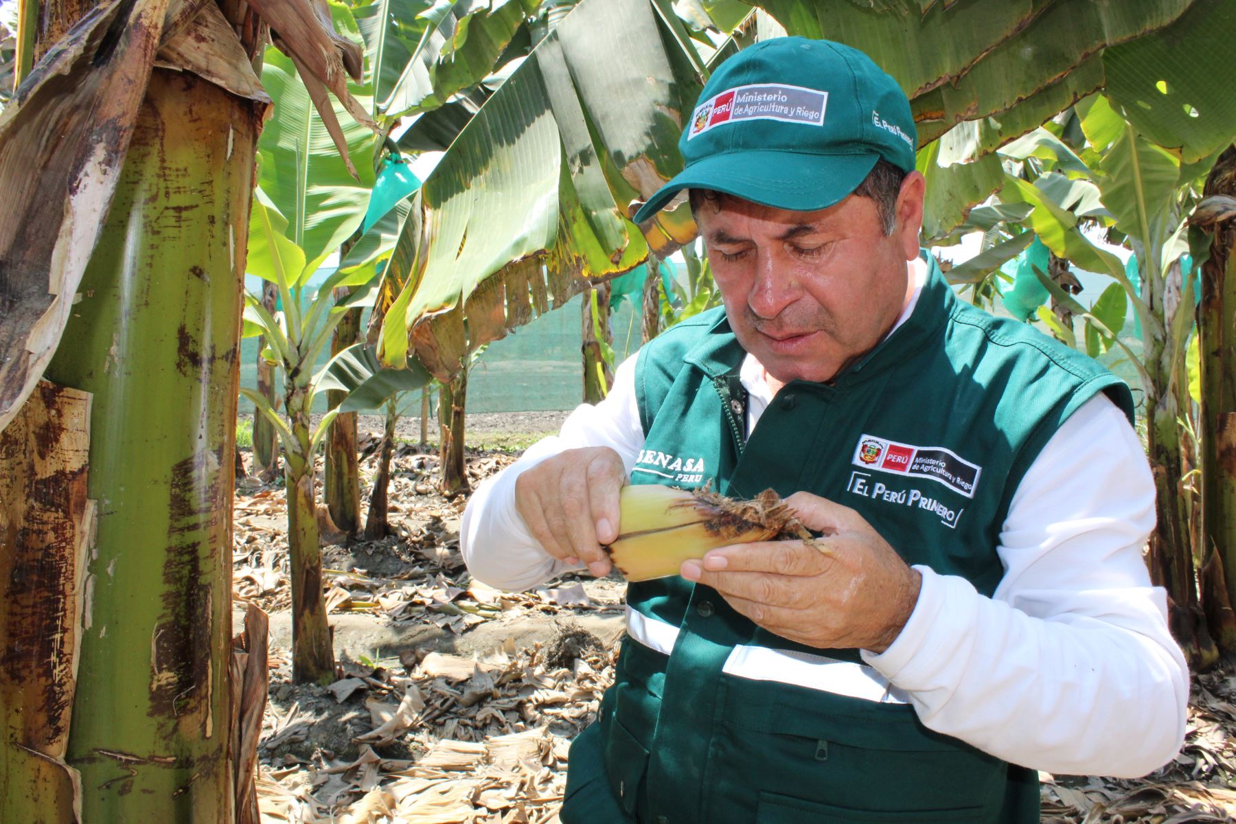 Especialistas del Senasa ejecutan vigilancia fitosanitaria en cultivos de banano, en Áncash, para evitar ingreso de plaga.