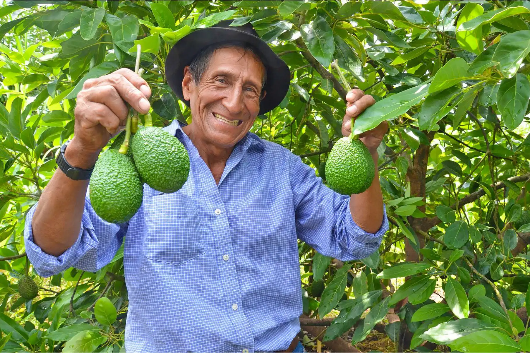 El programa Sierra y Selva Exportadora, impulsará producción de pequeños agricultores de palta de Ayacucho. ANDINA/Difusión