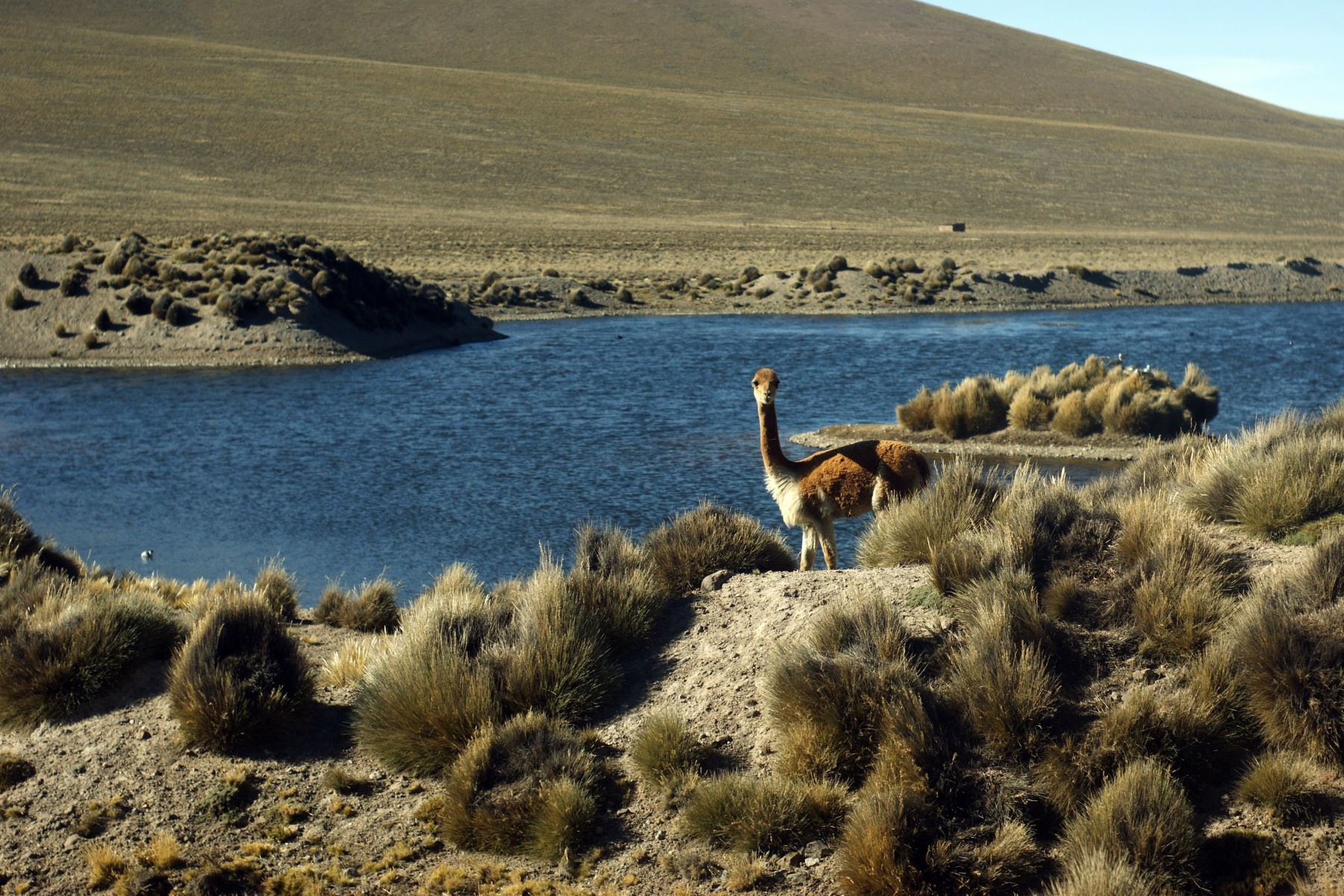 Pobladores del distrito altoandino de Lari denunciaron caza furtiva de vicuñas en Arequipa. El caso fue confirmado por la Policía y el Serfor. ANDINA/Archivo