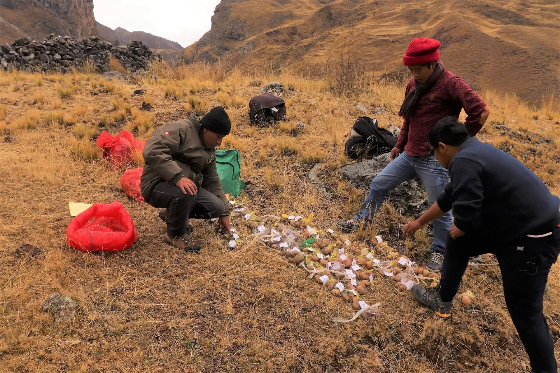 La Reserva Paisajística Nor Yauyos Cochas contará con banco de semillas de papas nativas, el primero ubicado en un área natural protegida.