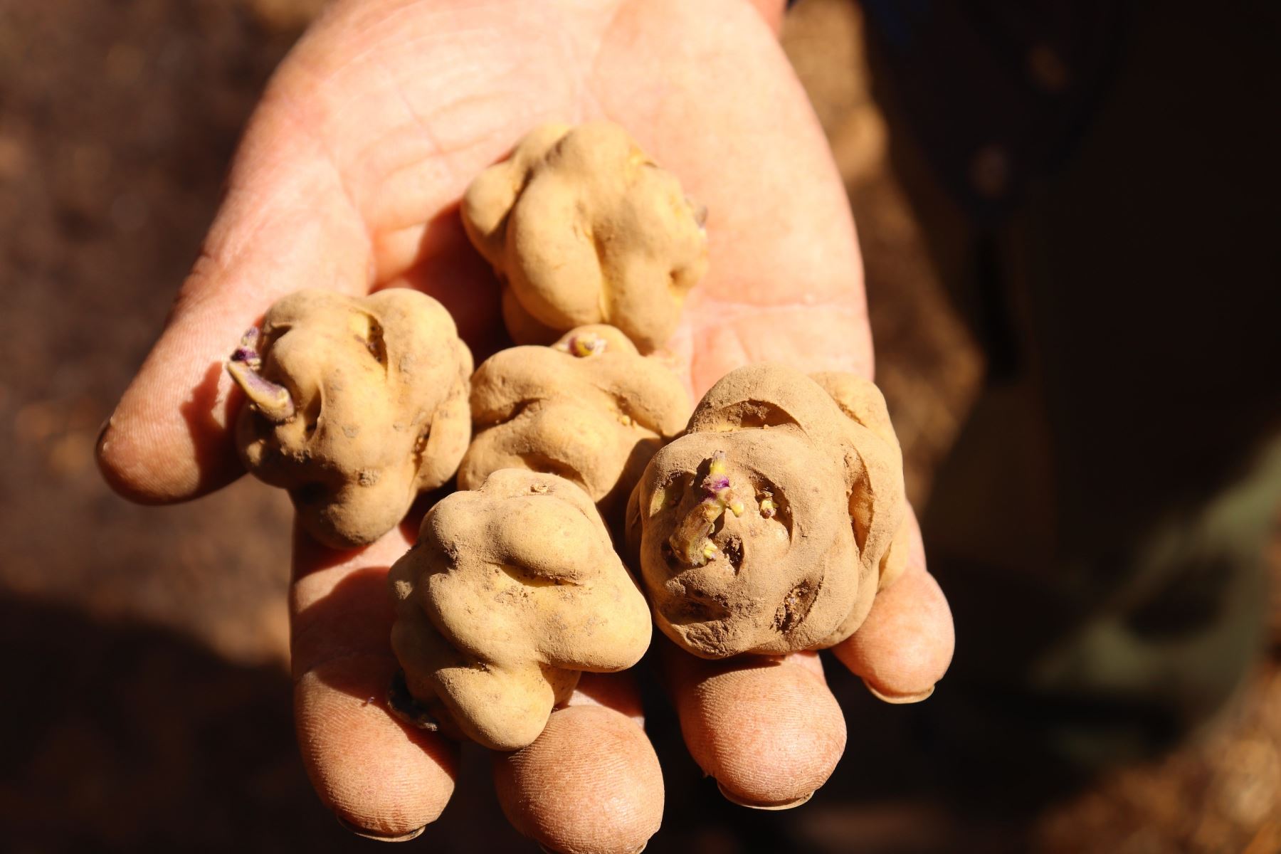 Variedades como la papa y otros cultivos andinos cuentan ahora con bancos de semillas en cuatro regiones. ANDINA/Difusión