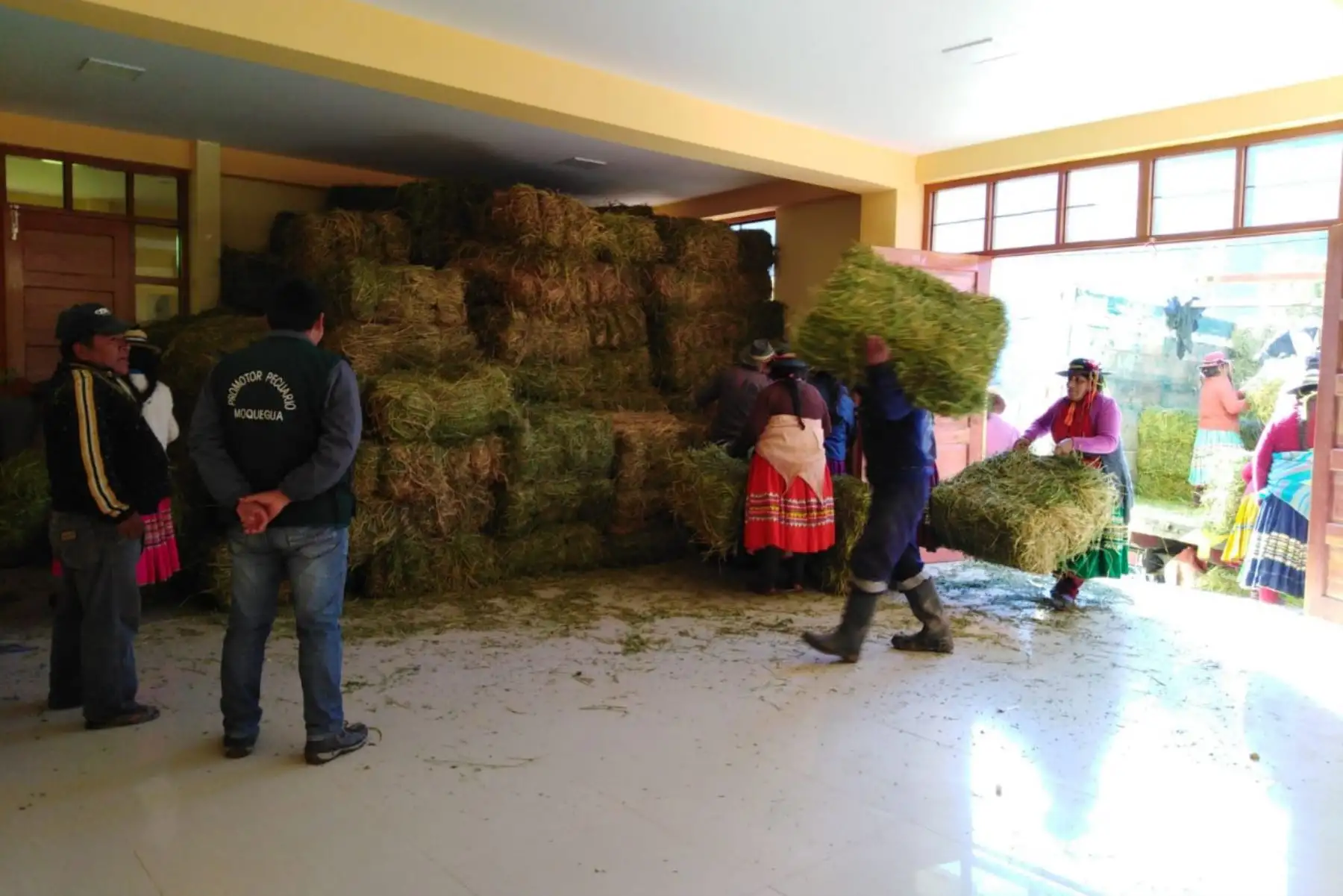 Los ganaderos de los distritos afectados por las explosiones del volcán Ubinas (Moquegua) recibirán 44,000 pacas de heno.