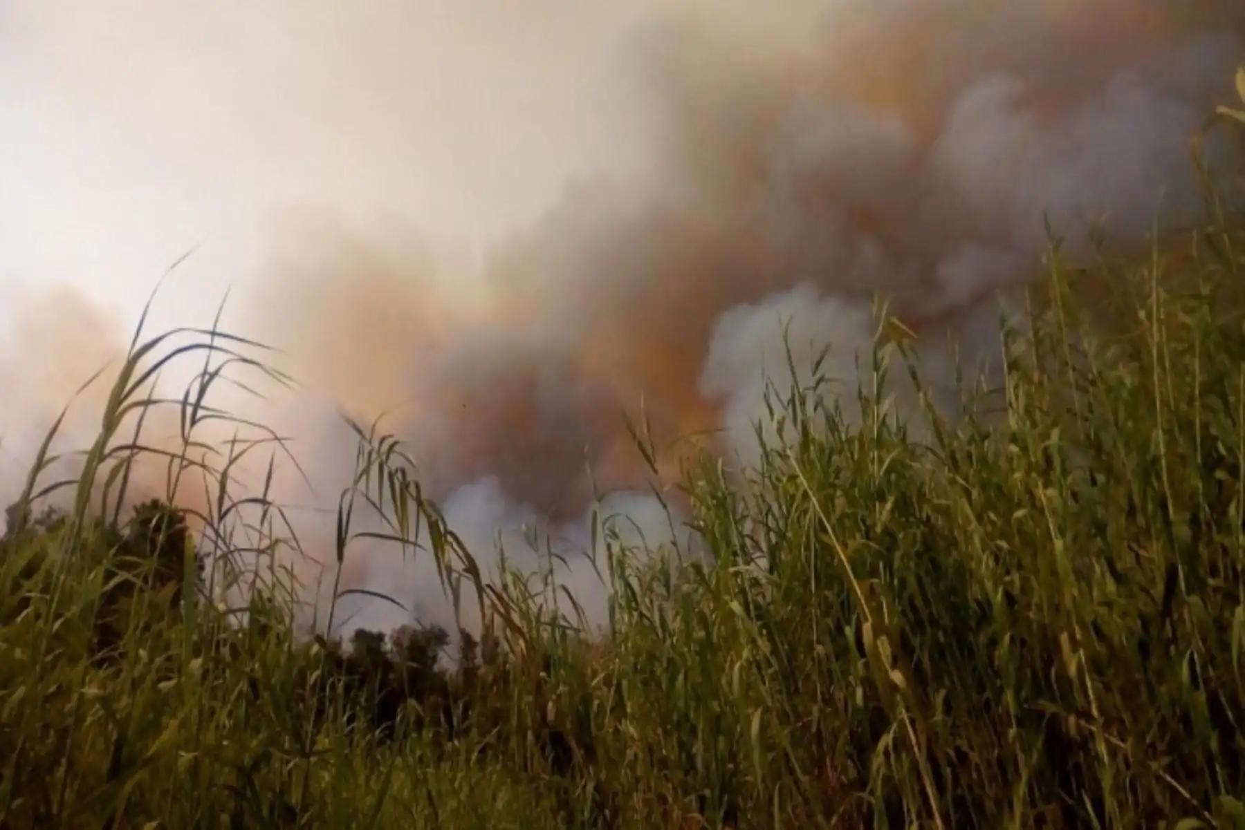 De acuerdo al reporte del Centro de Operaciones de Emergencia Distrital (COED) de Nepeña, el fuego habría sido provocado por la quema indiscriminada de maleza, que se extendió rápidamente.