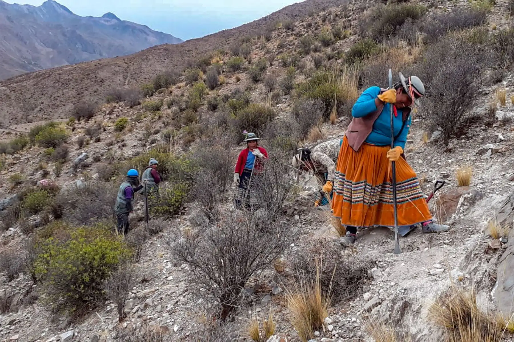 Reforestarán Moquegua con plantones de quenual y colle, especies que pueden retener hasta 20 litros de agua al día. ANDINA/Difusión
